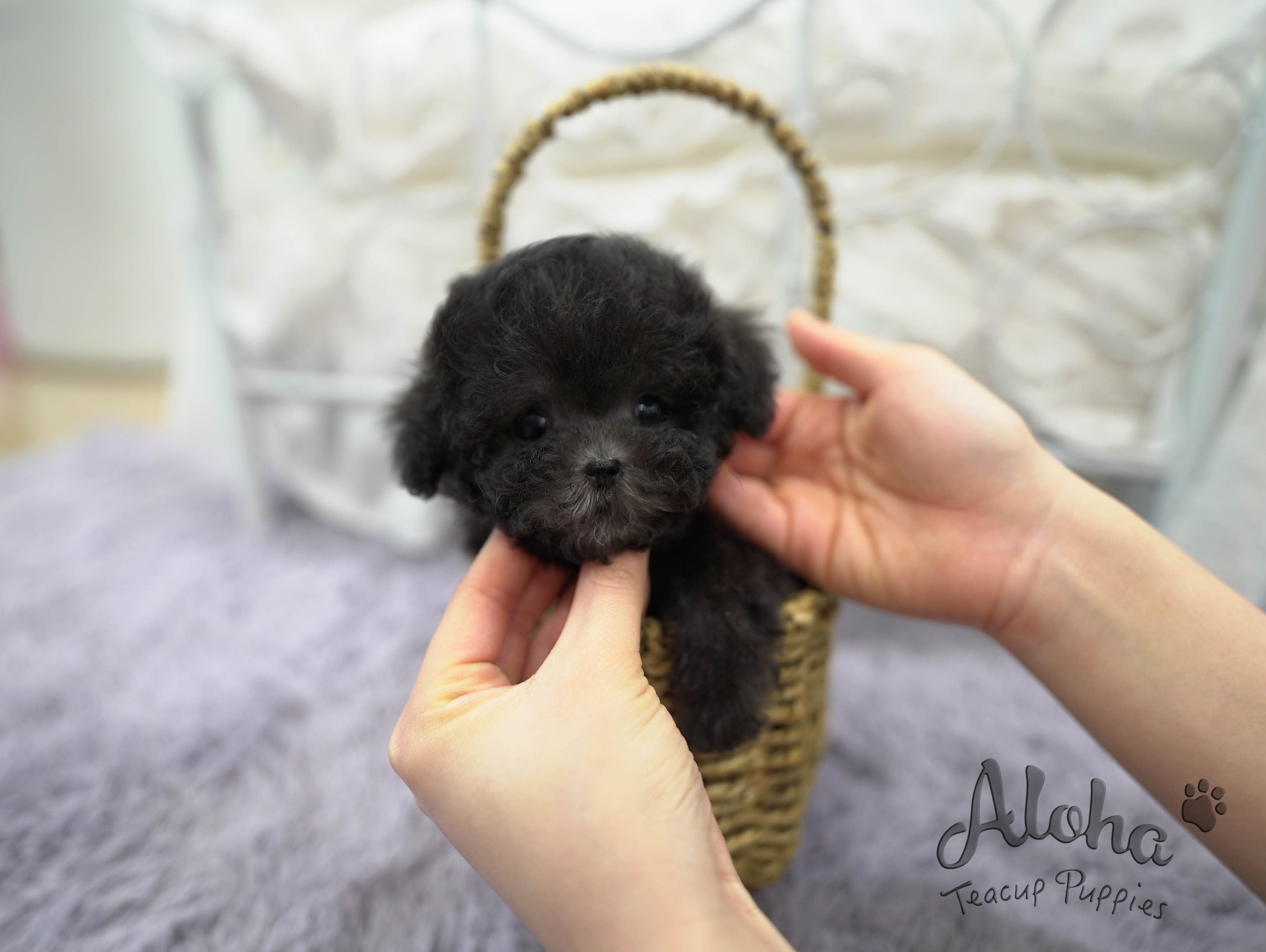 托里【茶杯贵宾犬】