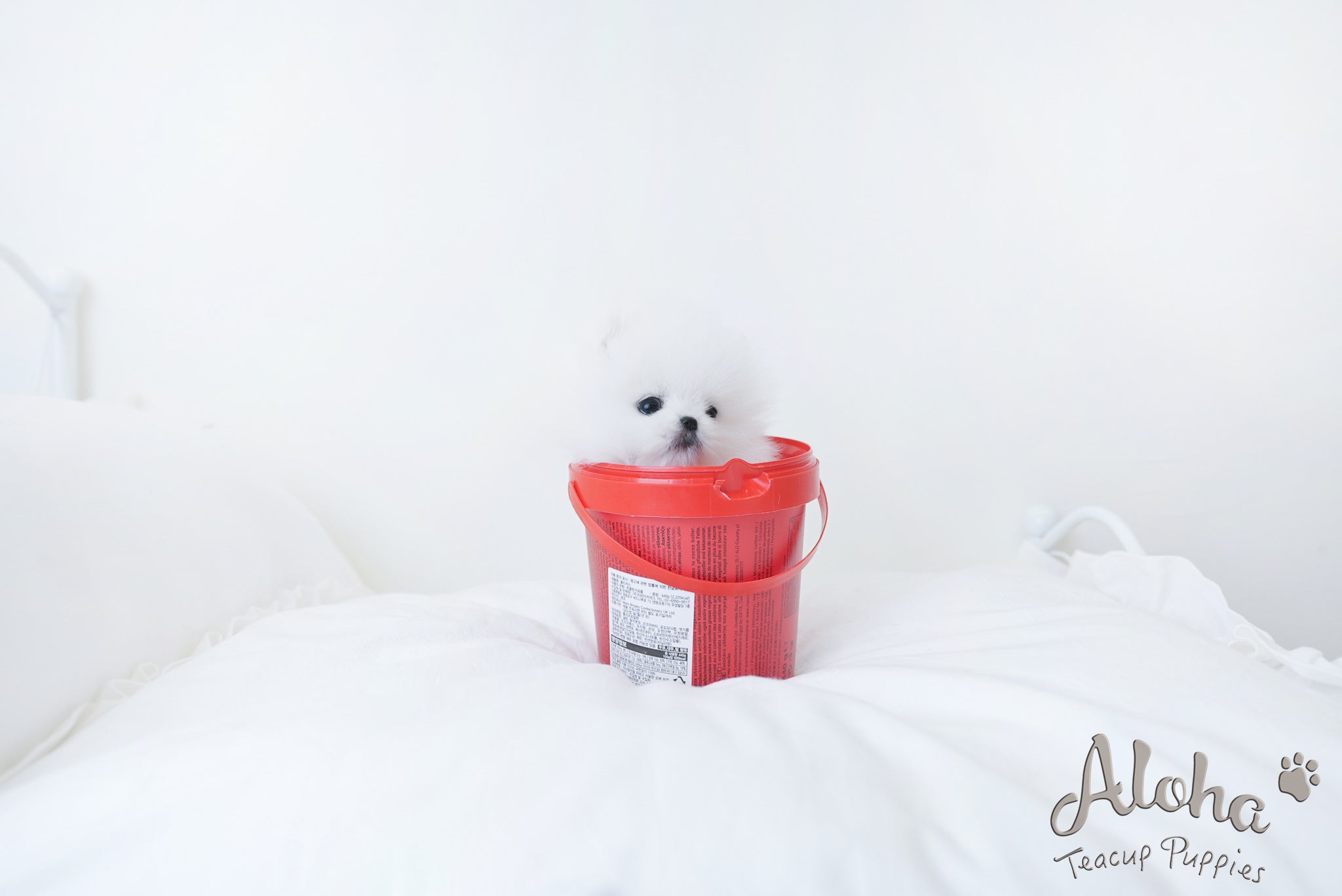 艾米【茶杯博美犬】