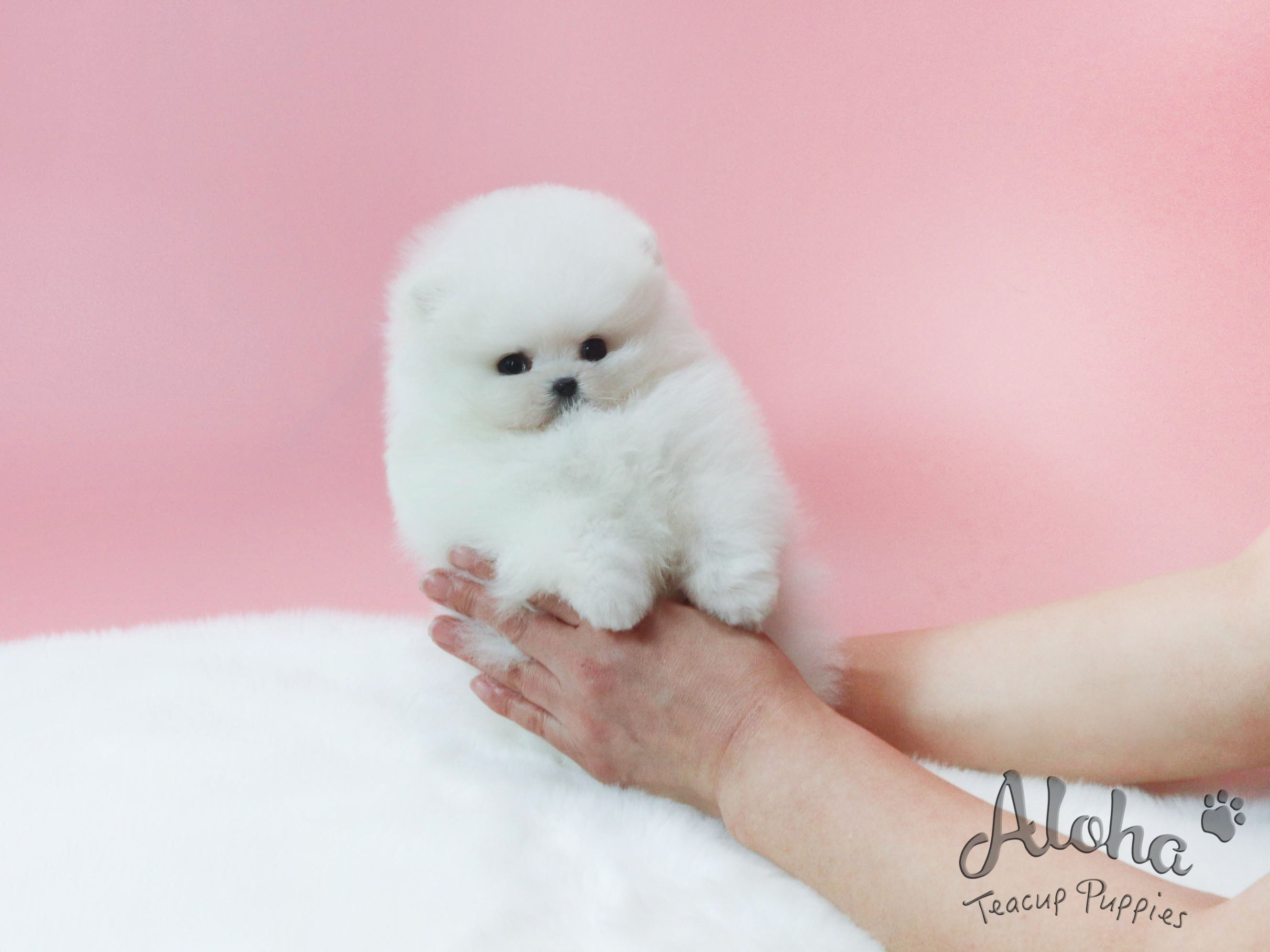 卖给了迈克尔,又名【茶杯博美犬】