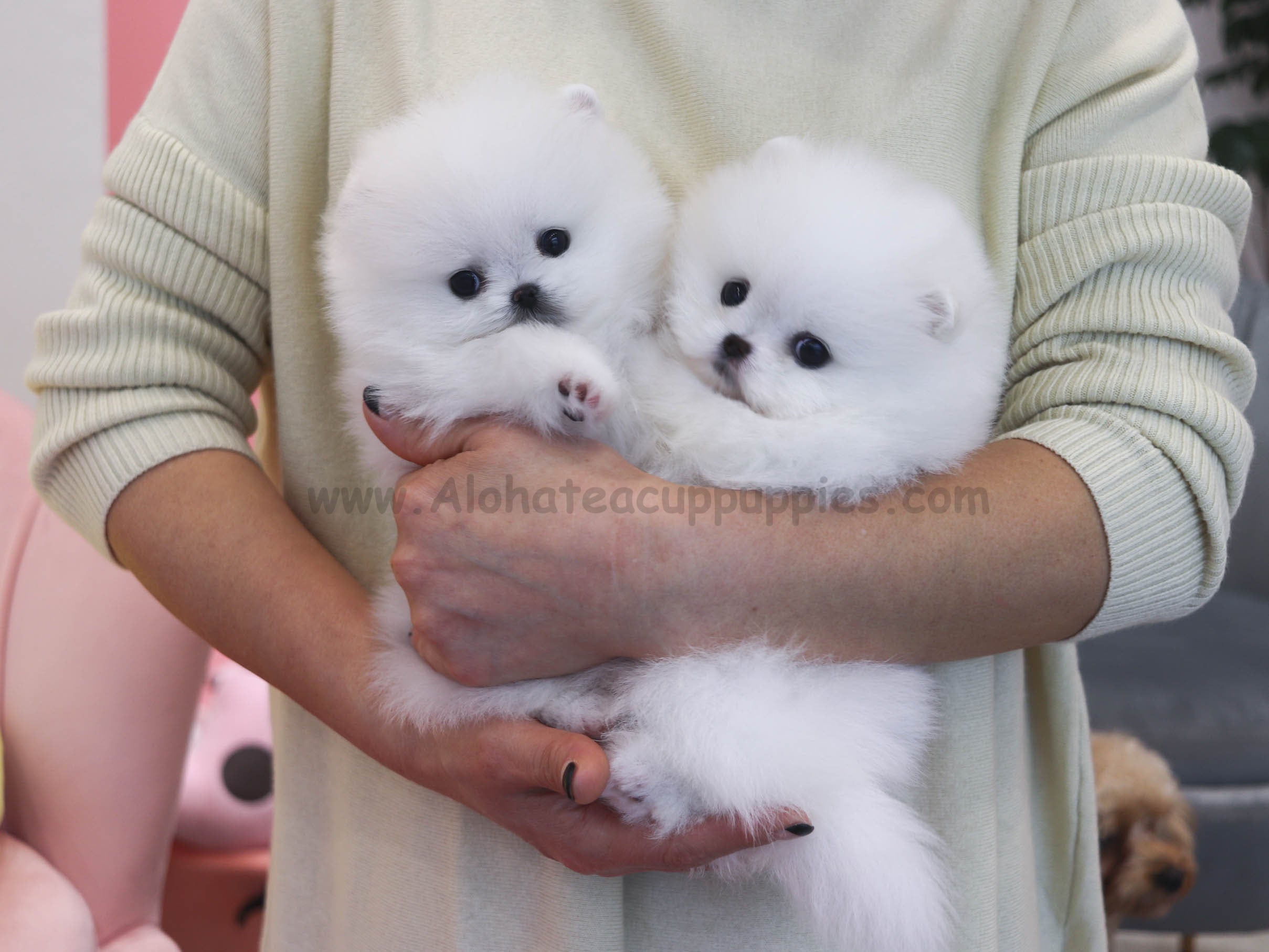 路易斯【茶杯博美犬】