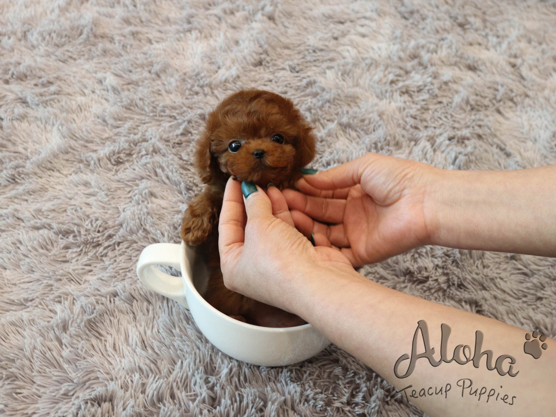 兰博【茶杯贵宾犬】