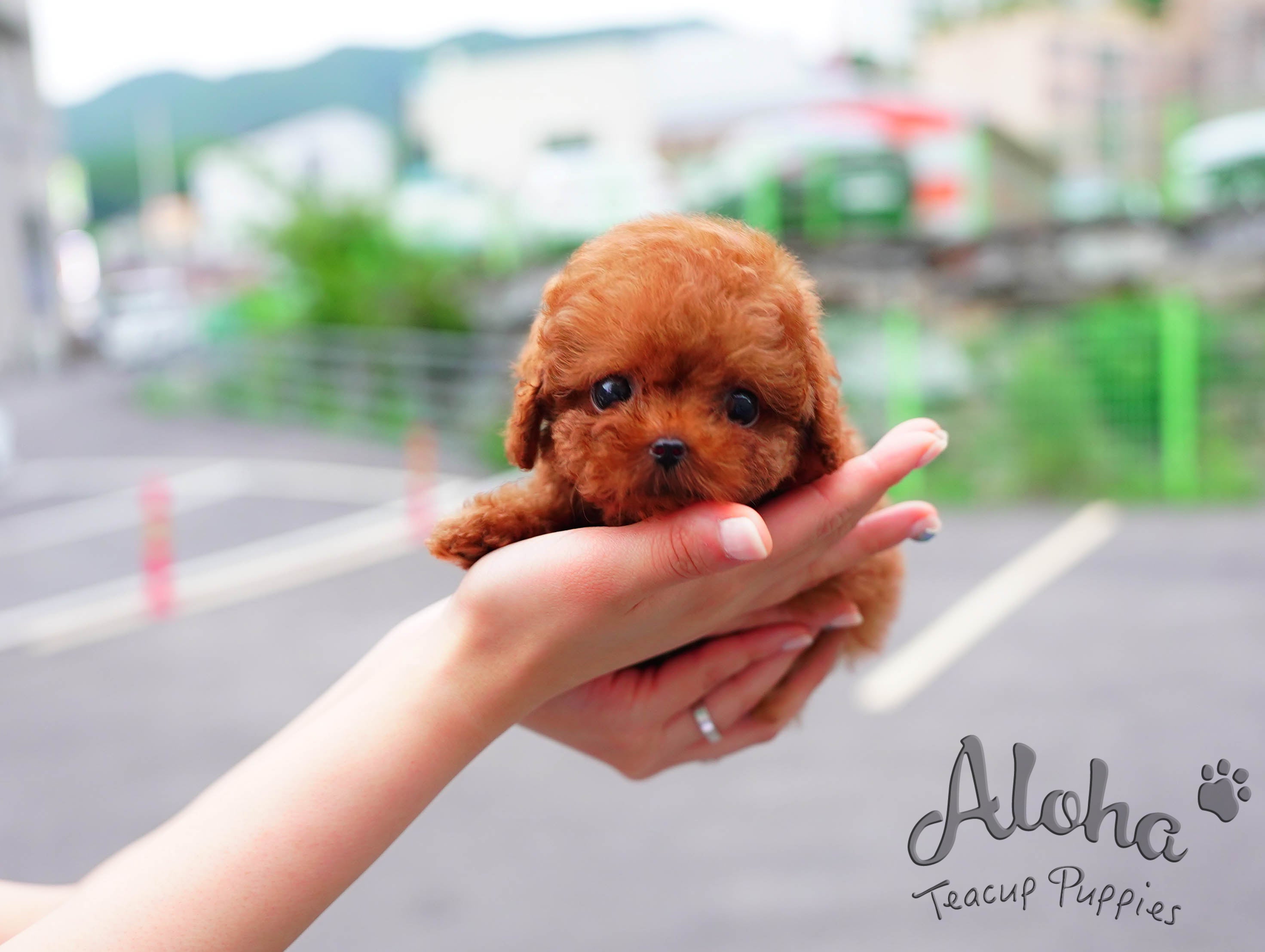 泰迪【茶杯贵宾犬】