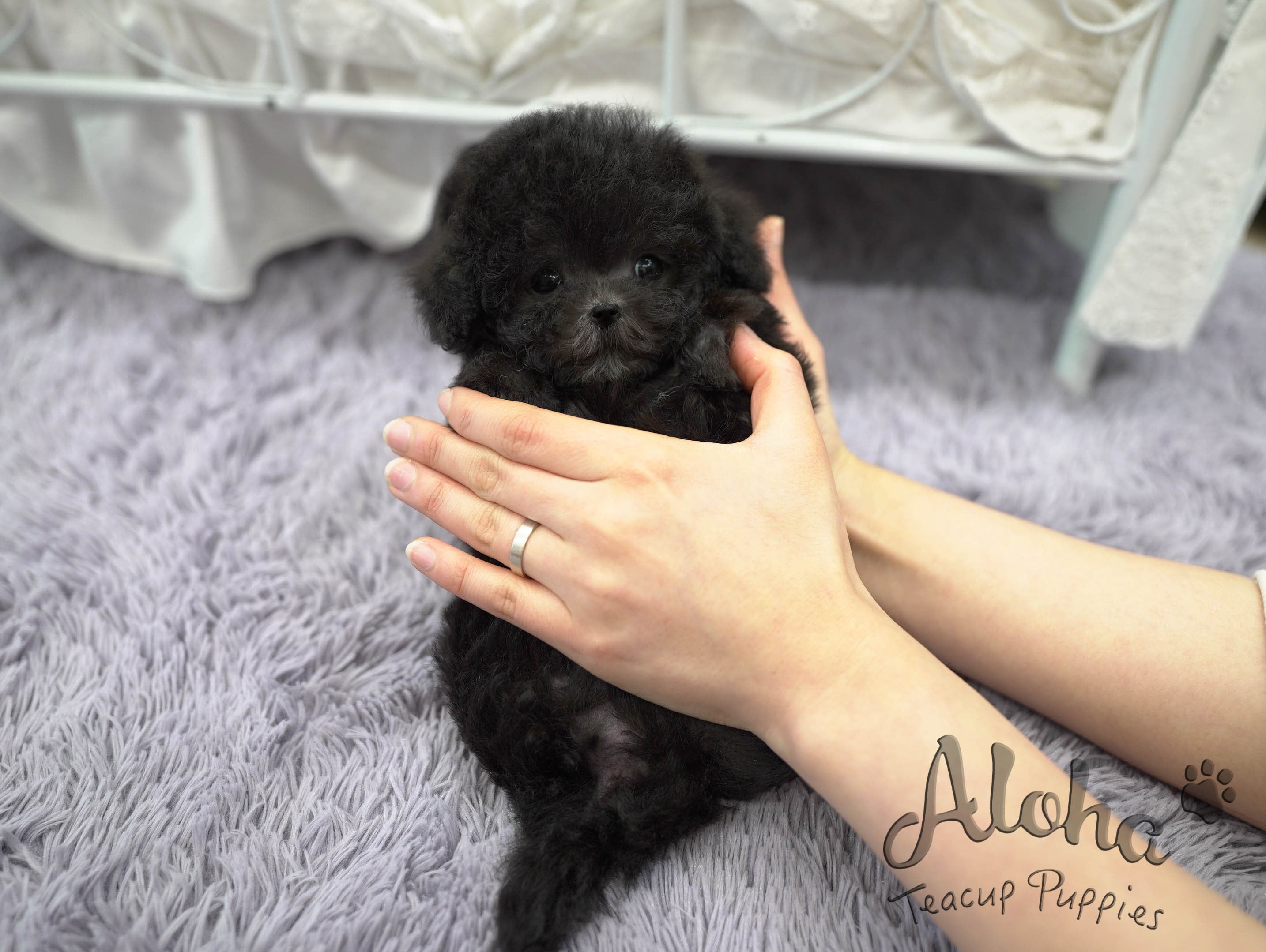 托里【茶杯贵宾犬】