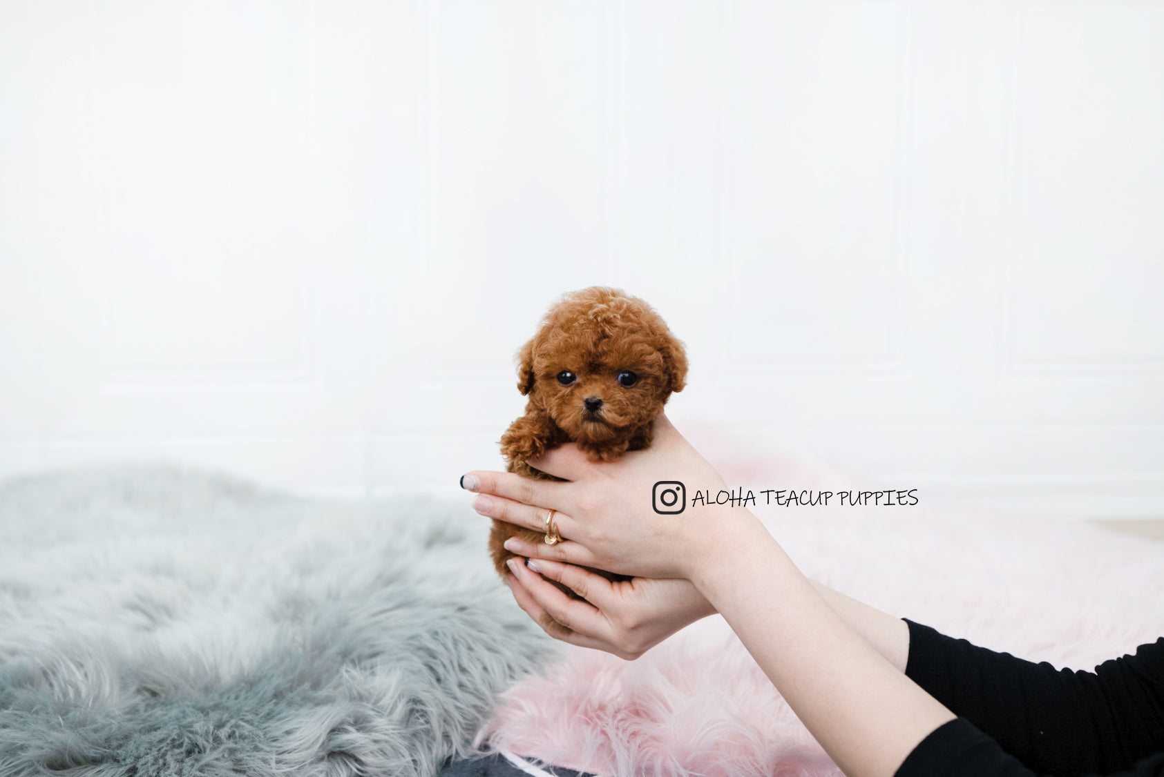 桑尼【茶杯贵宾犬】