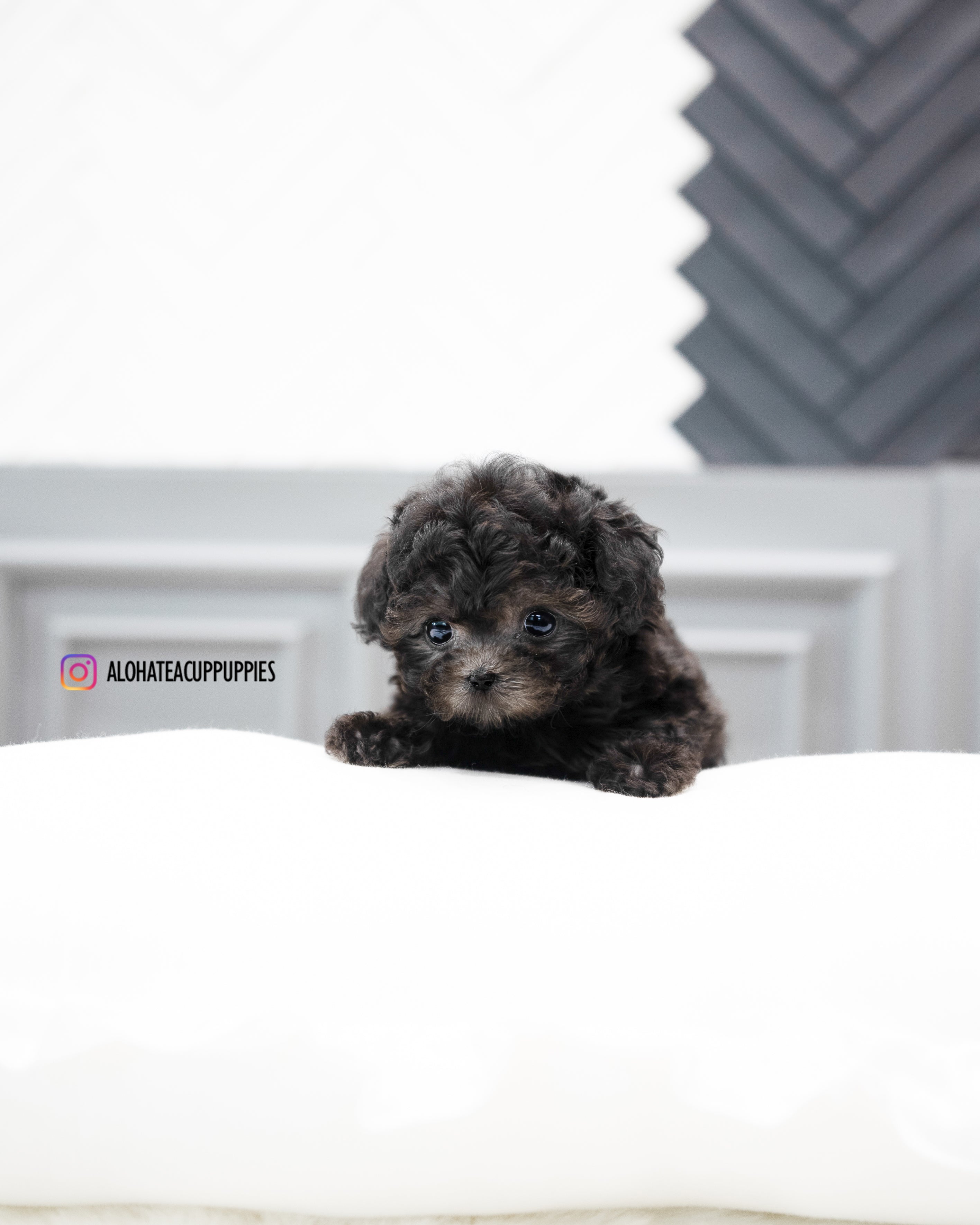 爱丽丝【茶杯贵宾犬】