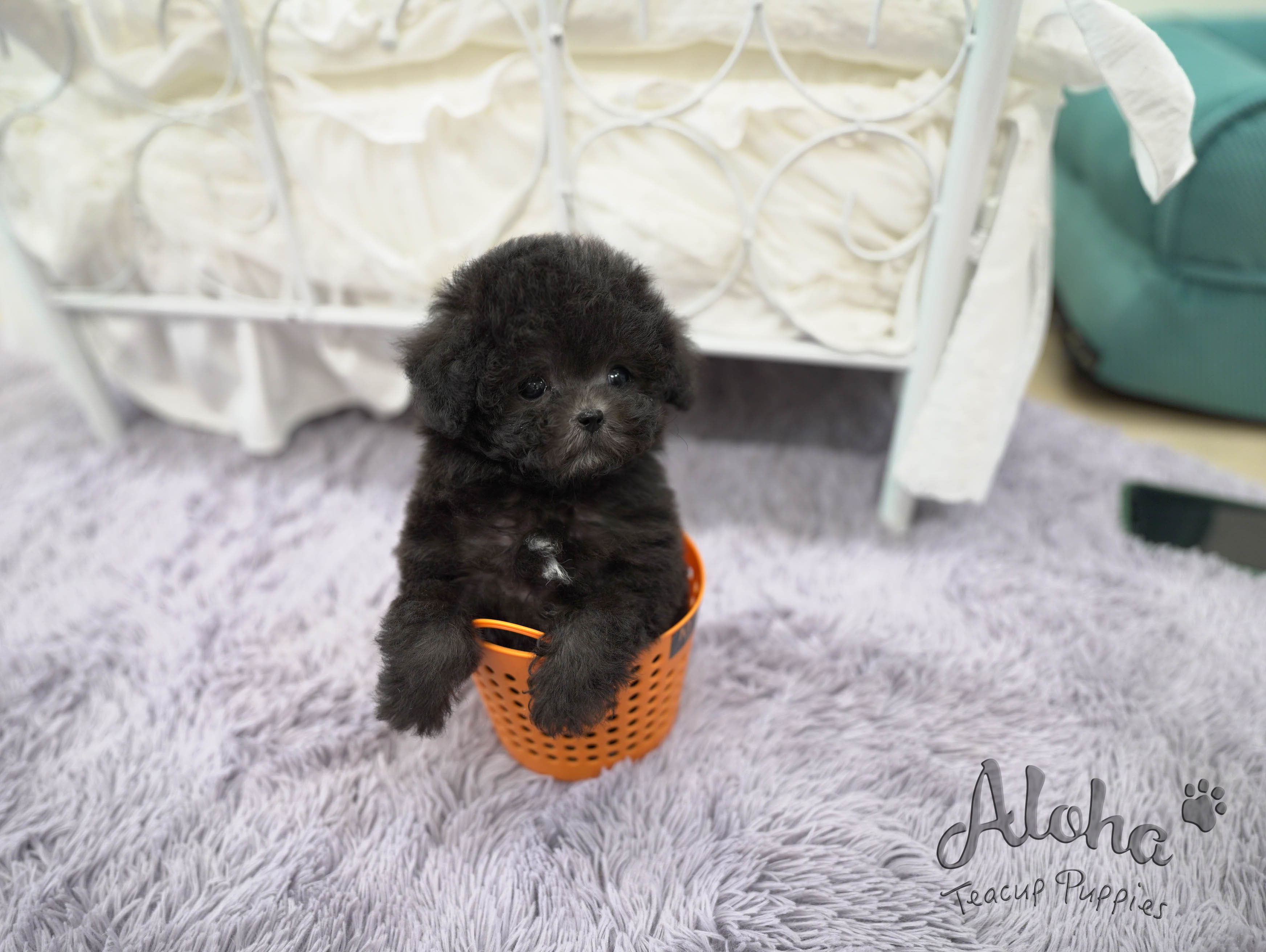 托里【茶杯贵宾犬】