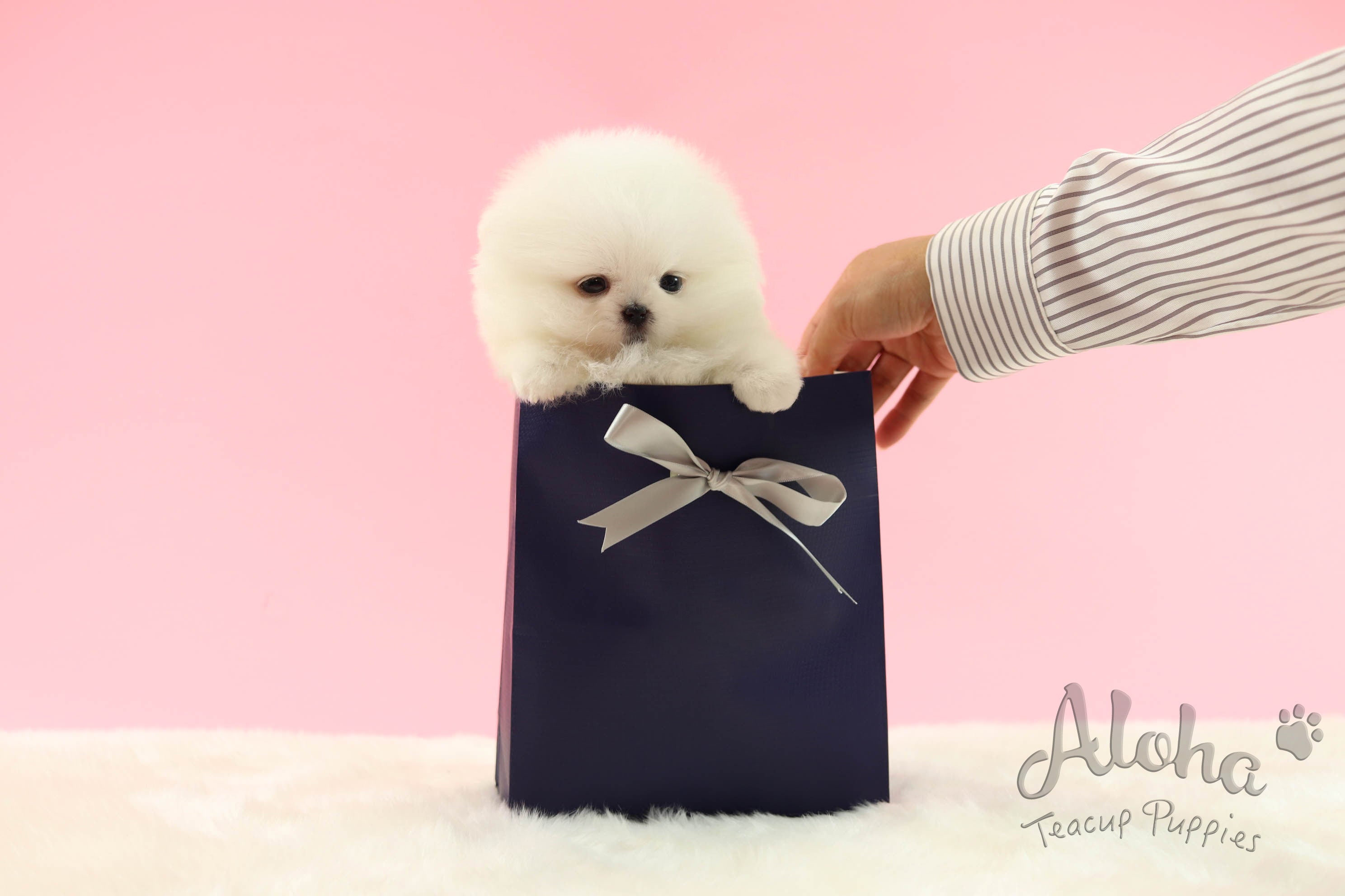 出售给Natalie,拿铁【茶杯博美犬】