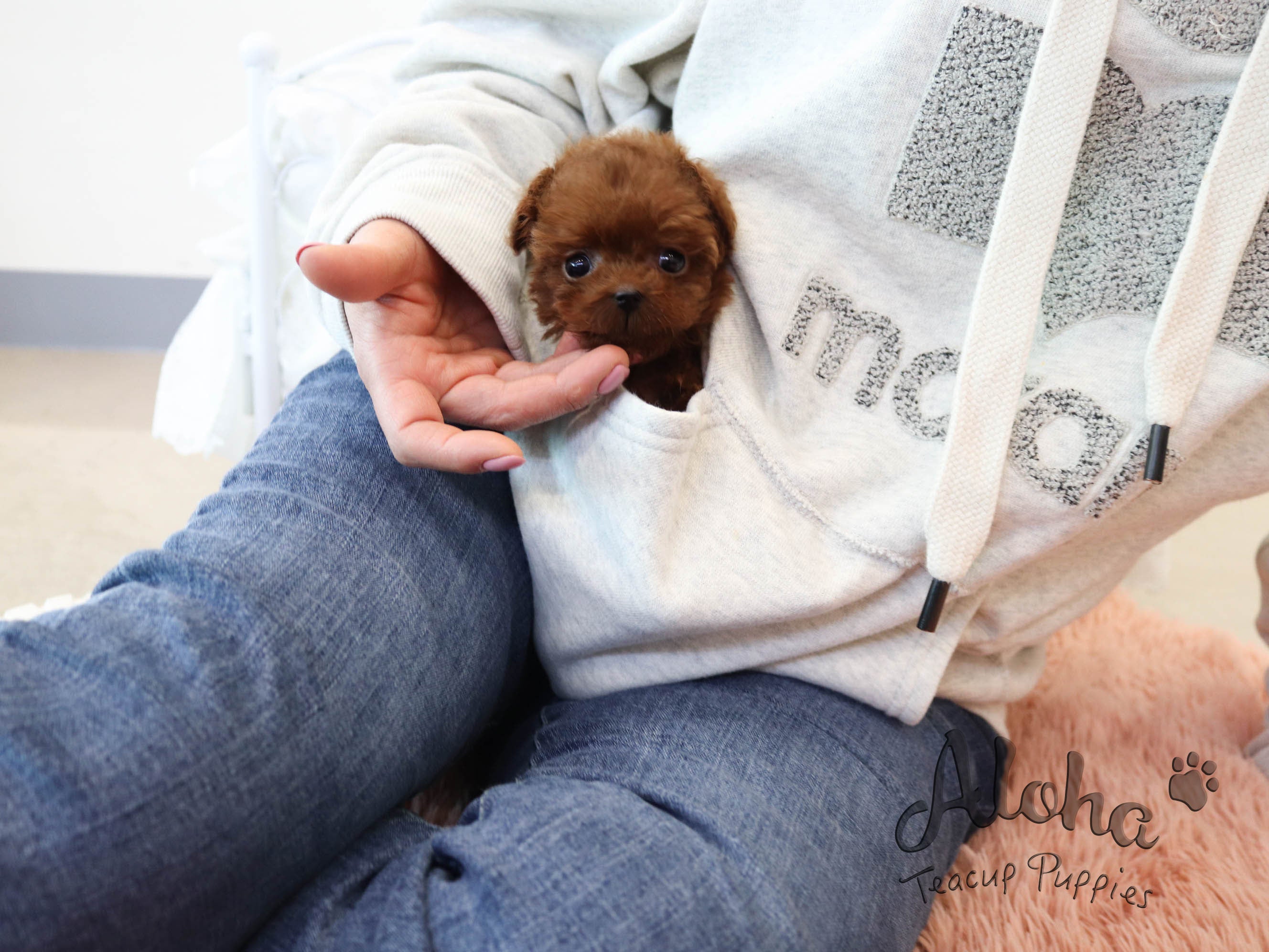 乔巧【茶杯贵宾犬】