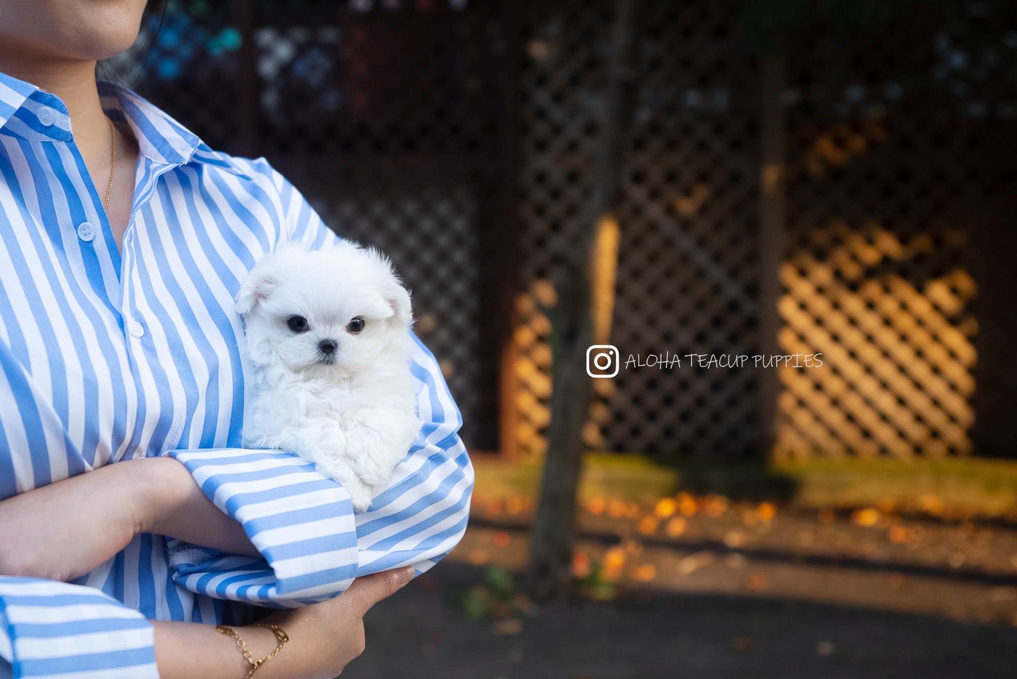 杜松(茶杯马尔济斯犬)