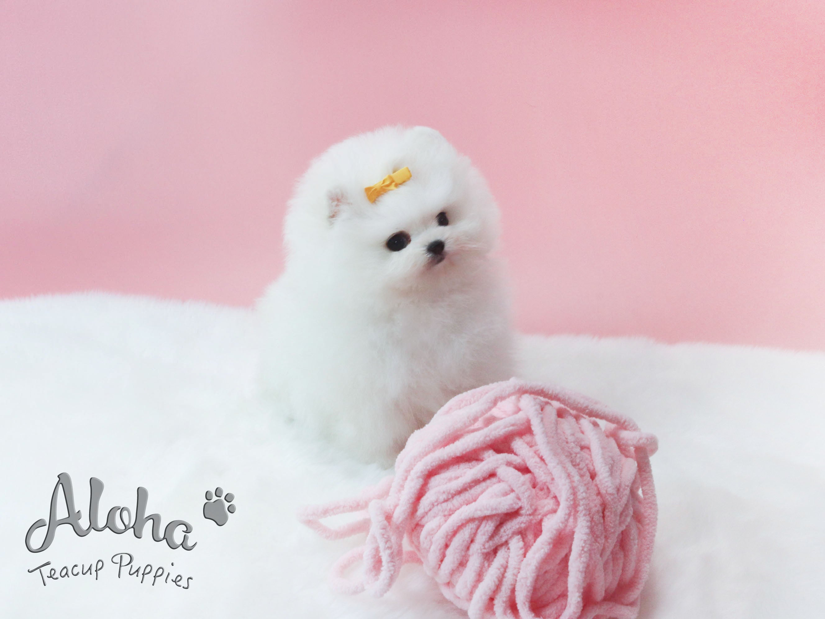 卖给了迈克尔,又名【茶杯博美犬】