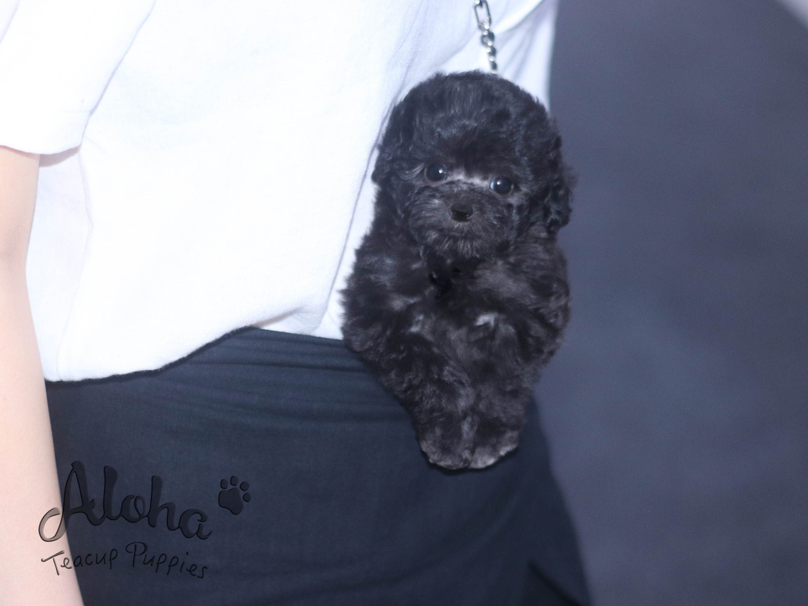 鲁比【茶杯贵宾犬】