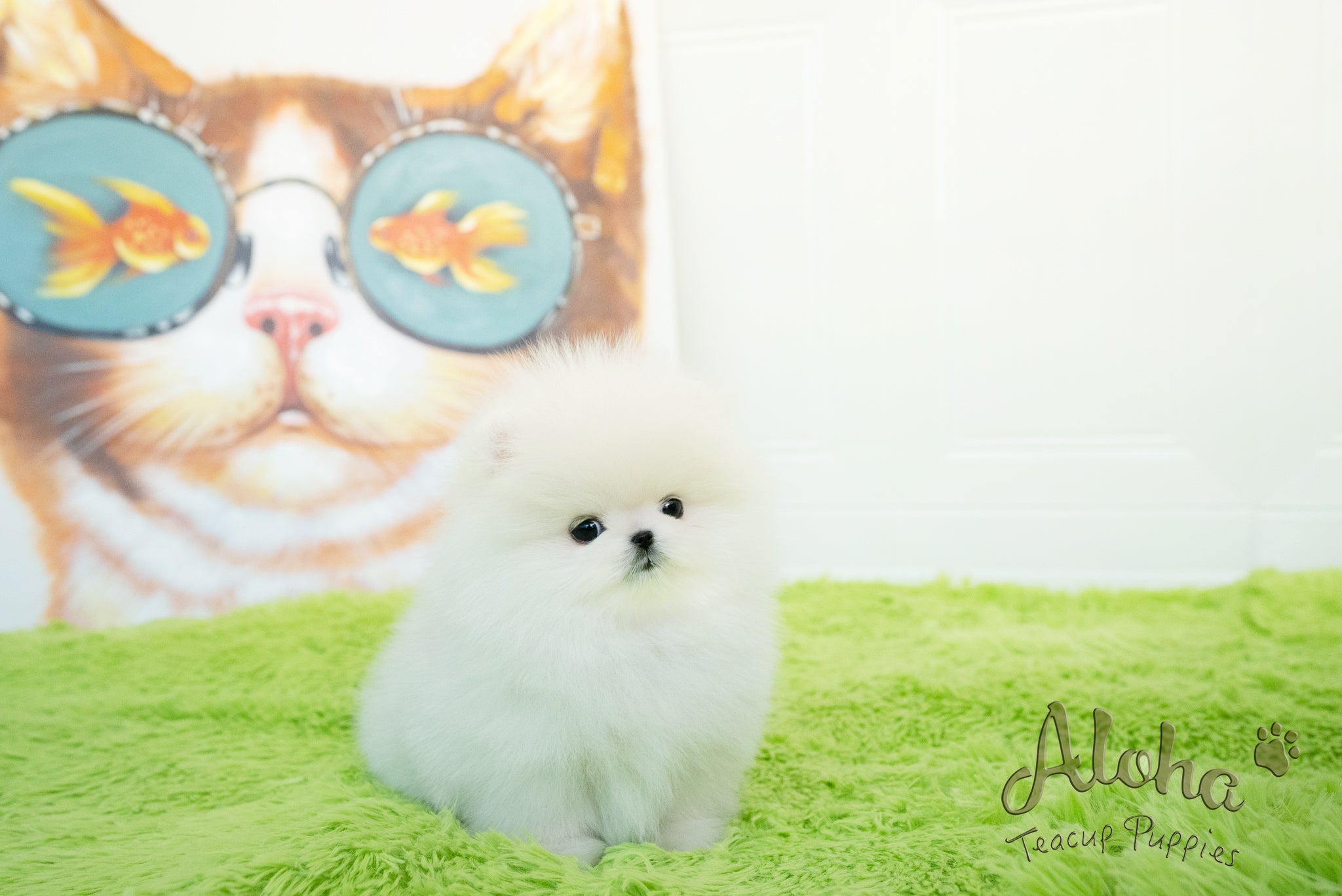 米洛【茶杯博美犬】