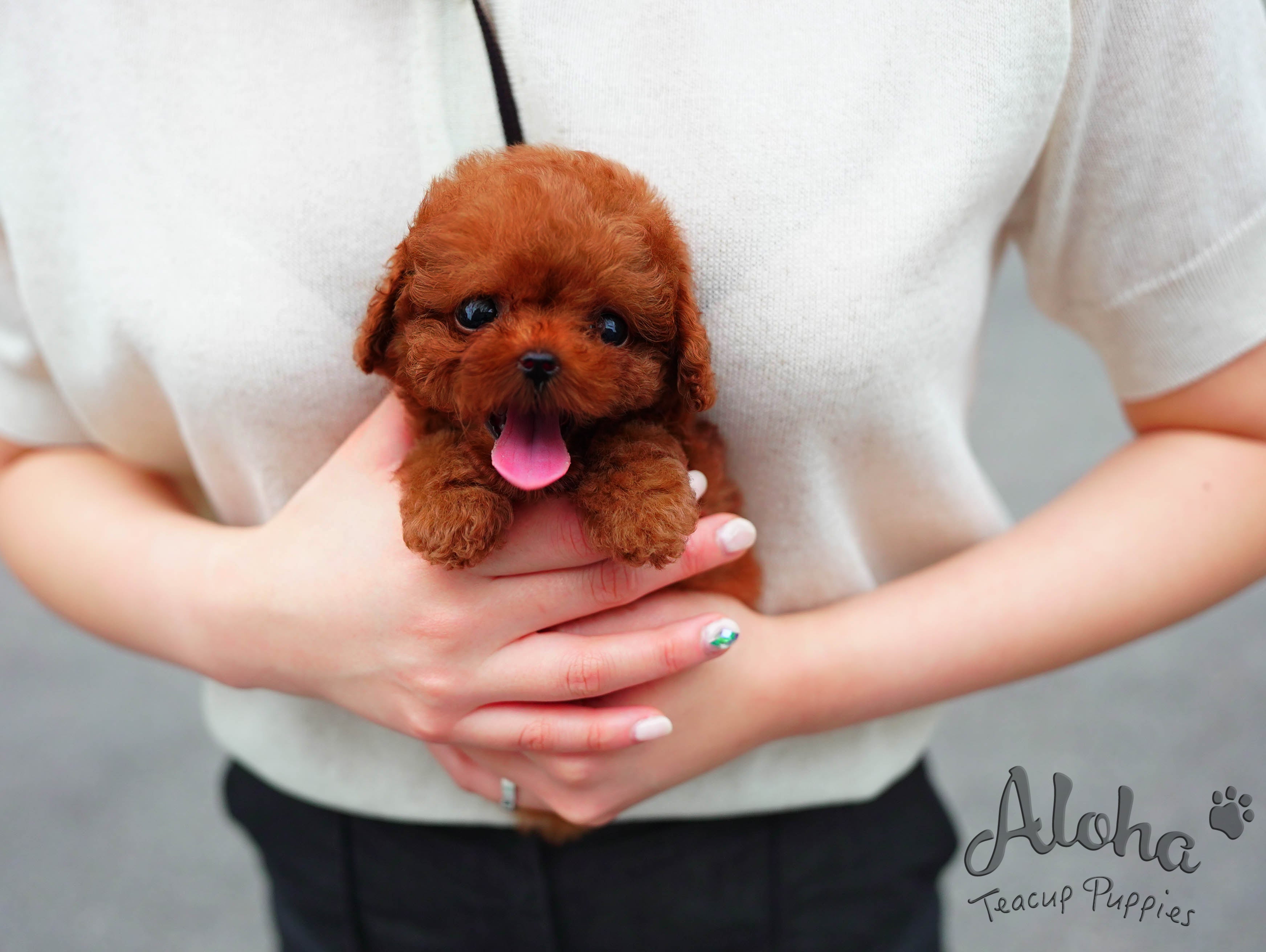 泰迪【茶杯贵宾犬】