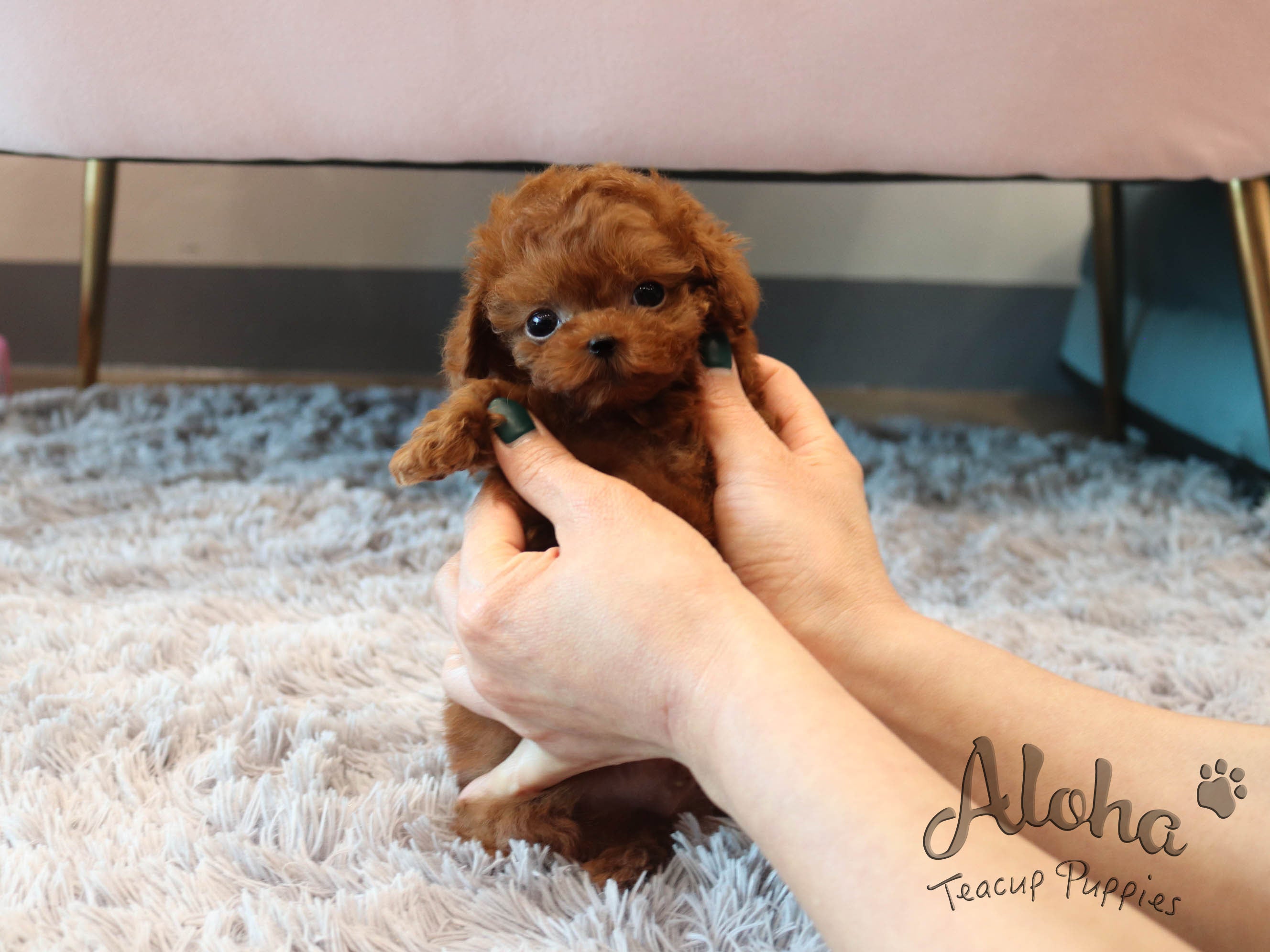 兰博【茶杯贵宾犬】