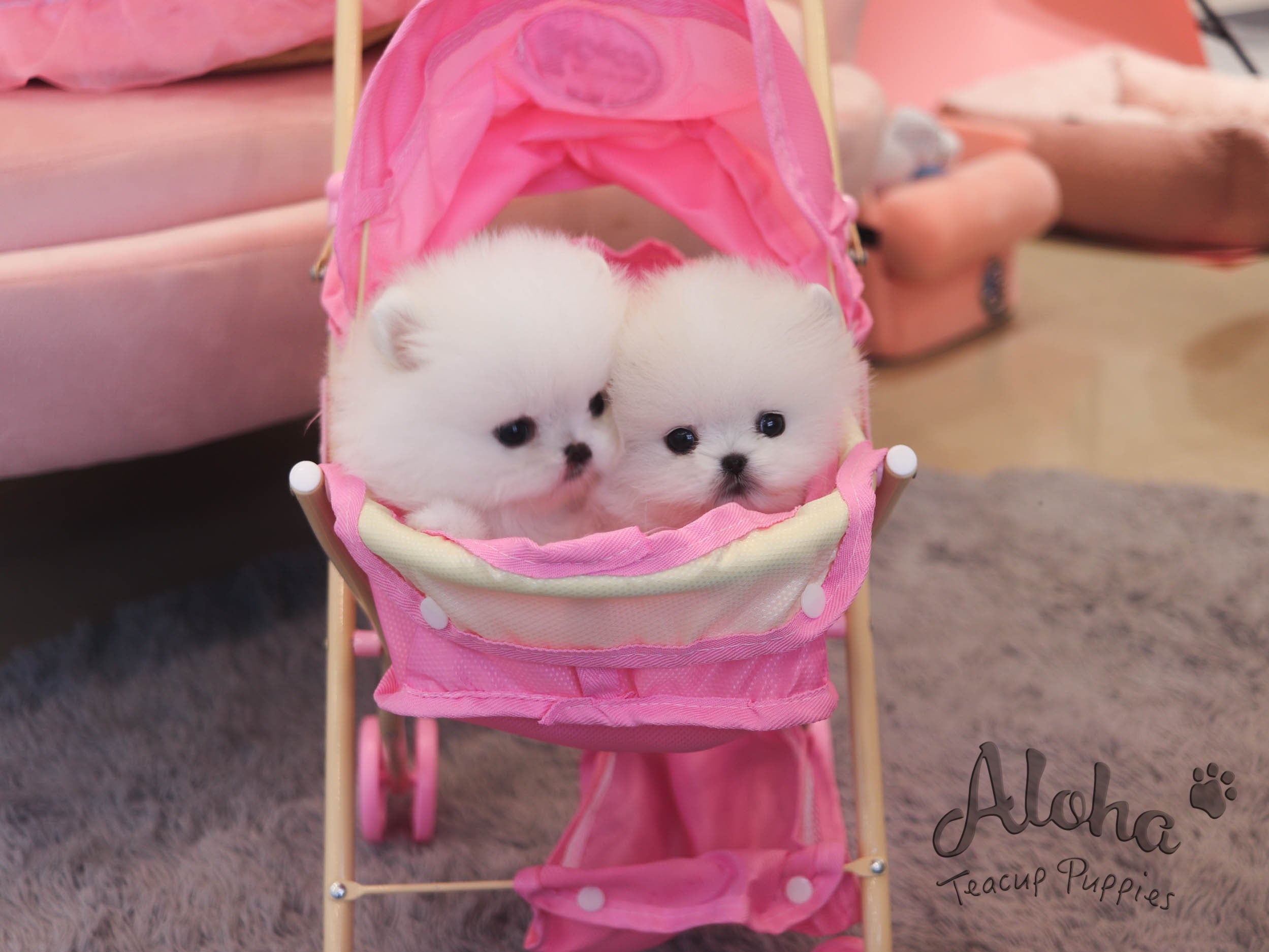 路易斯【茶杯博美犬】