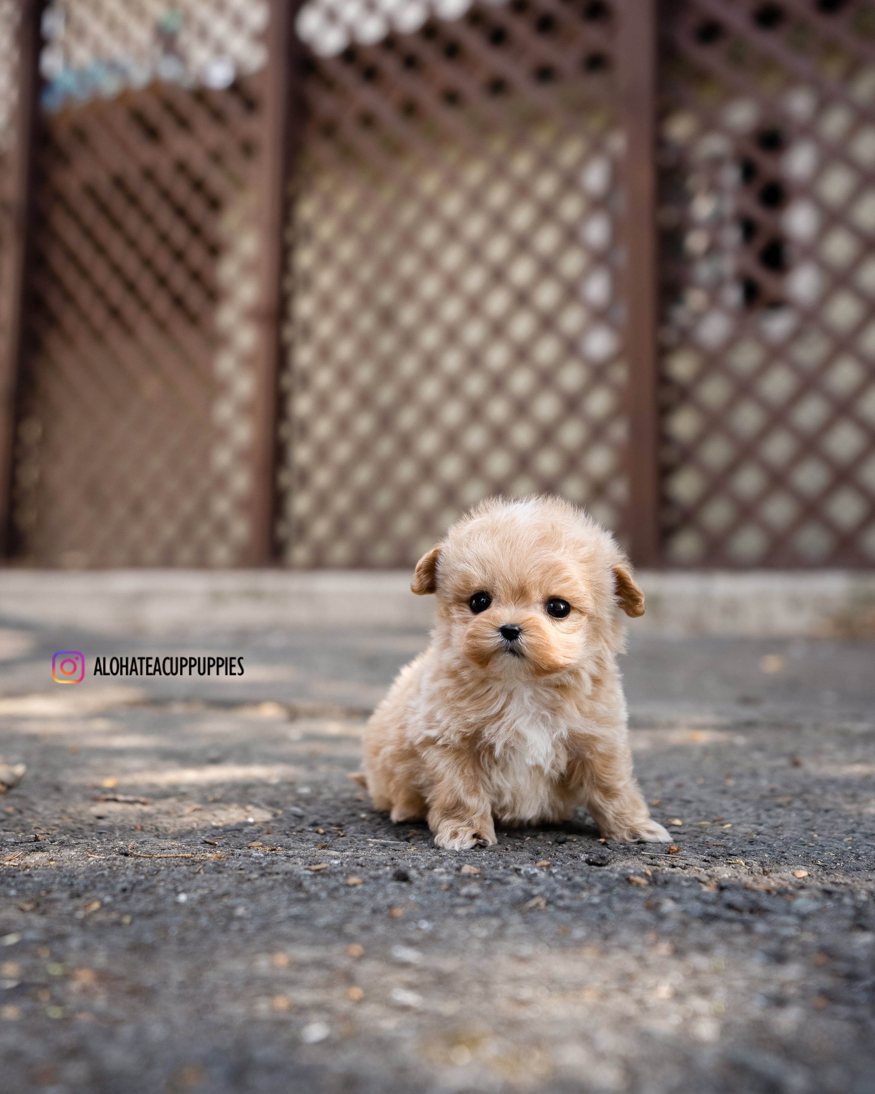 Maltipoo Miniatura Real