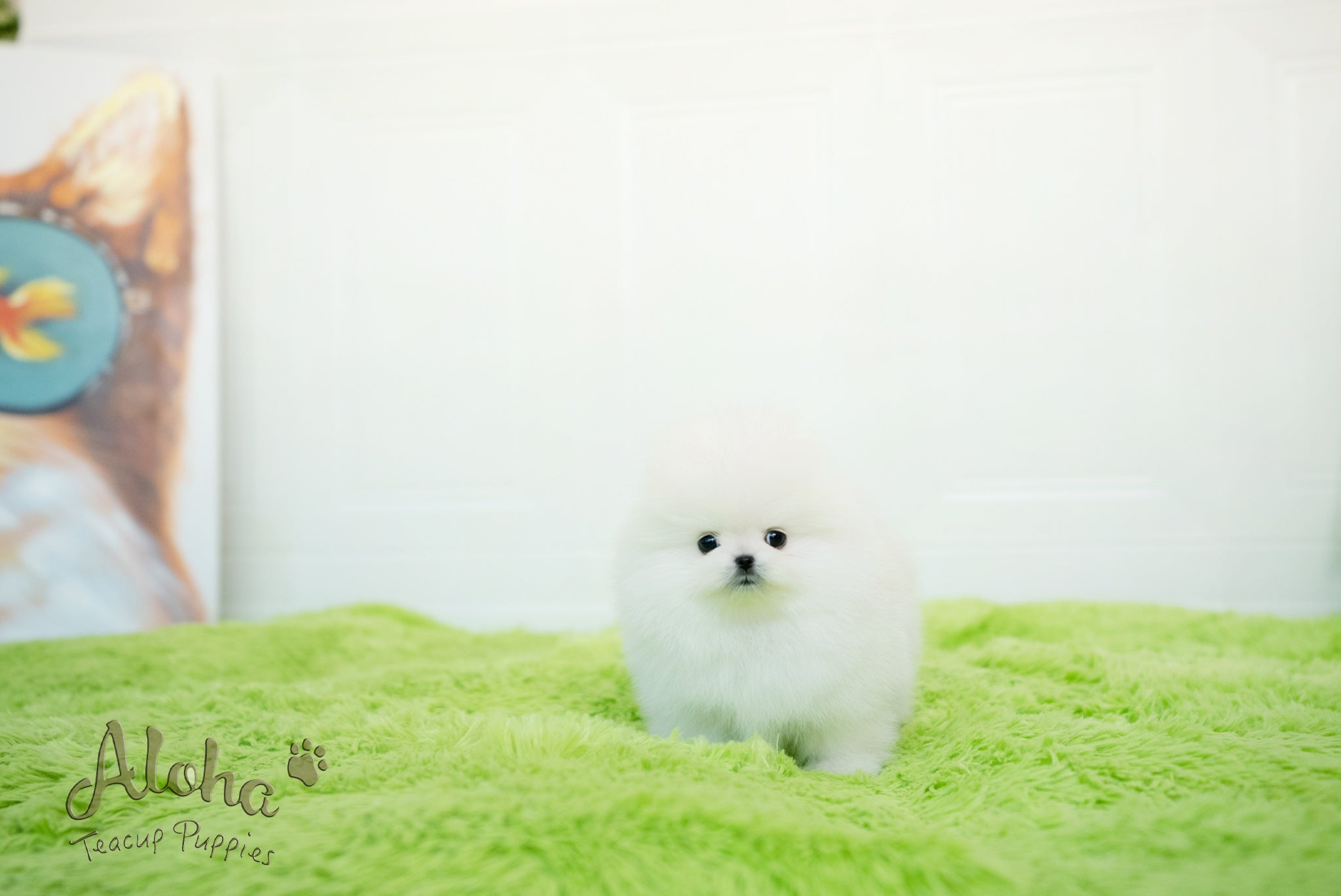 米洛【茶杯博美犬】