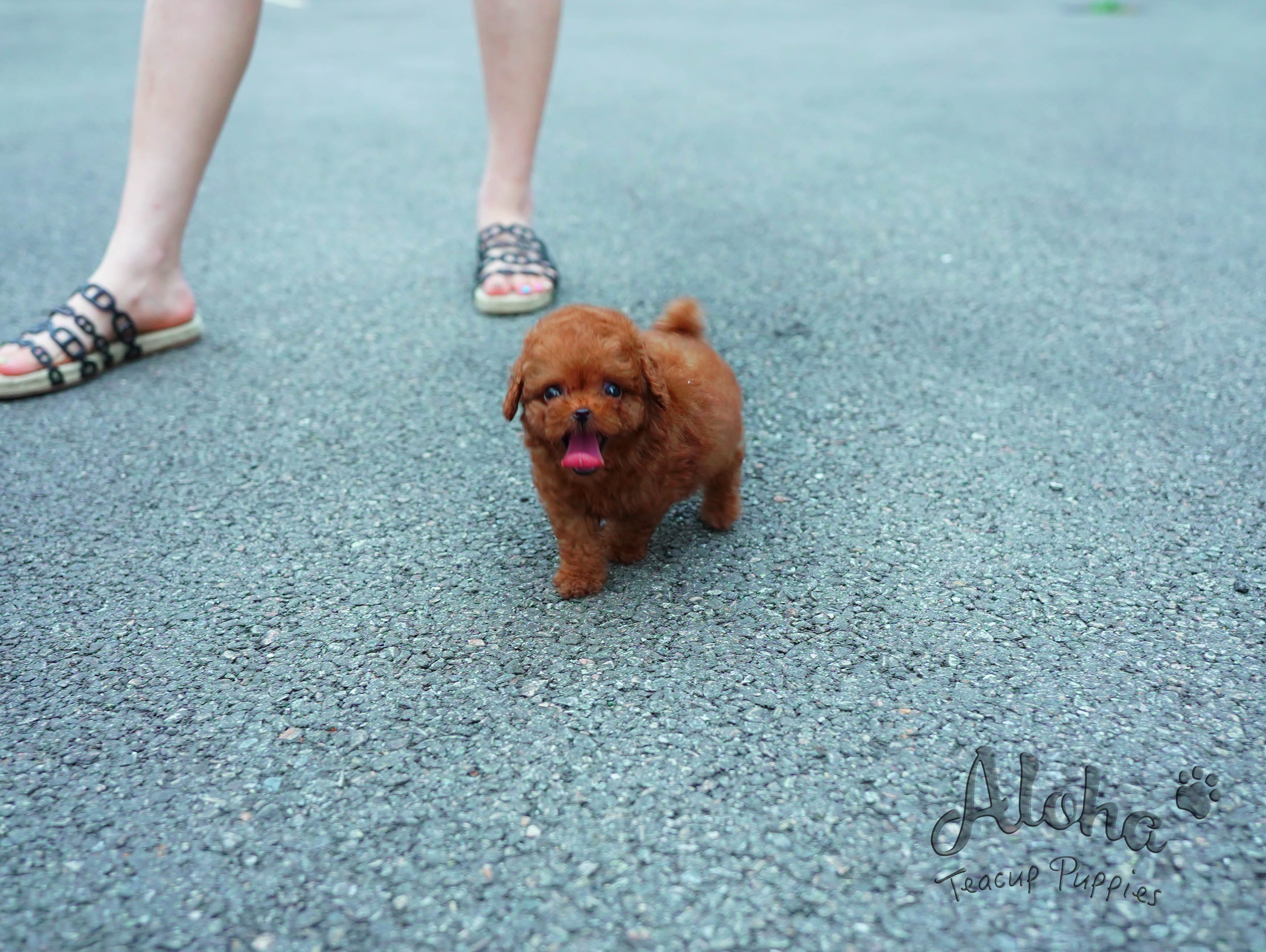 泰迪【茶杯贵宾犬】
