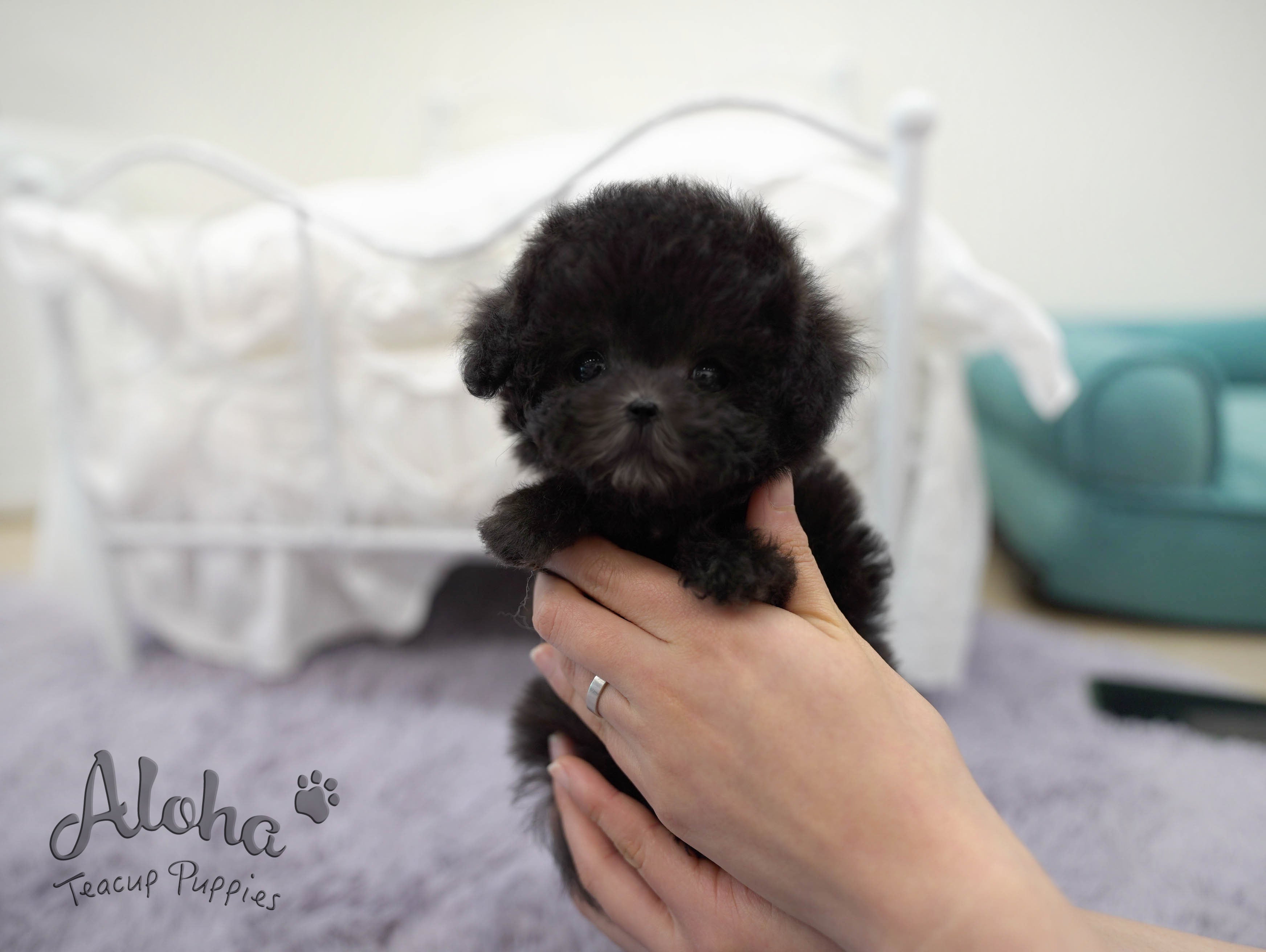 托里【茶杯贵宾犬】