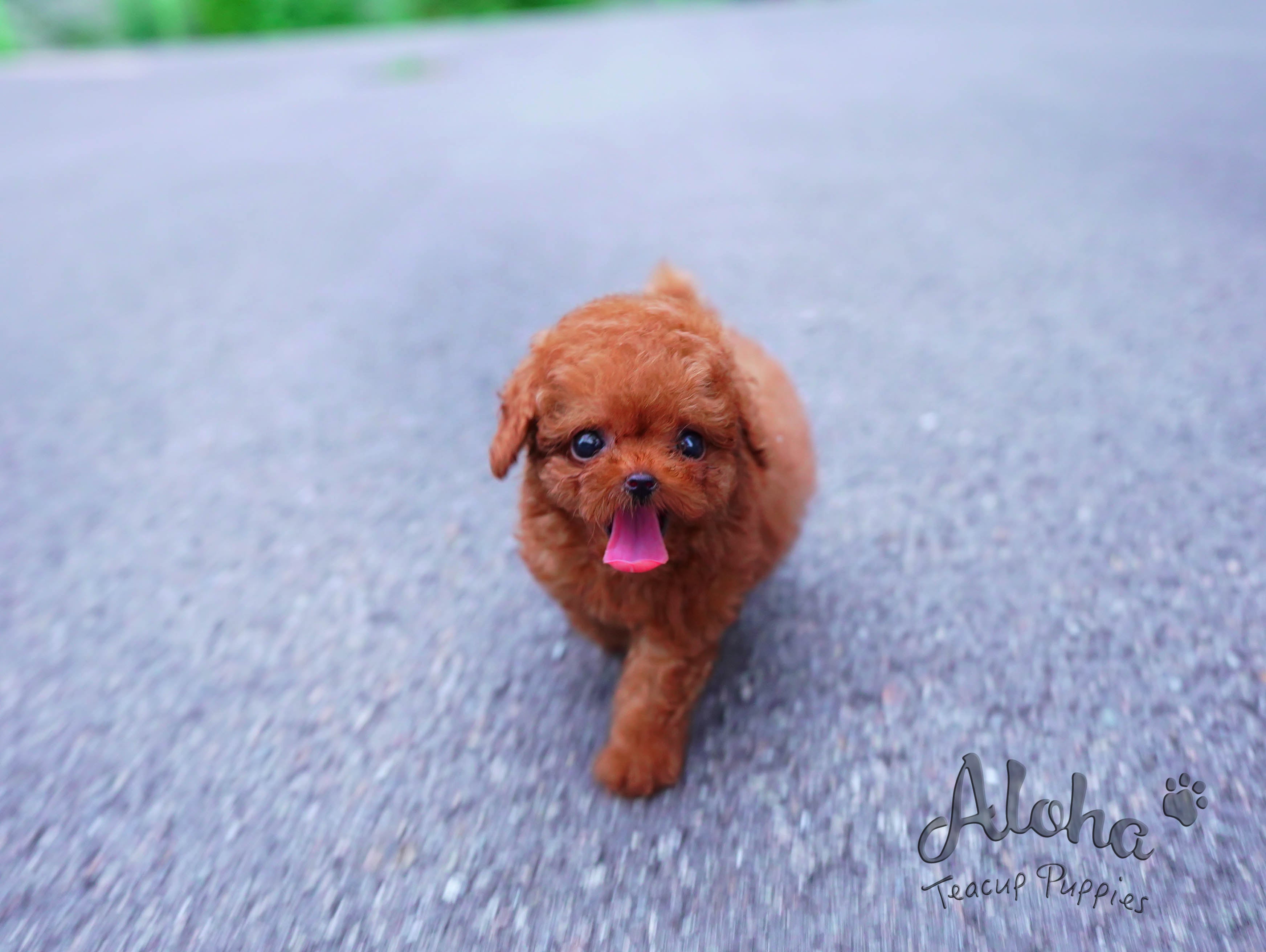 泰迪【茶杯贵宾犬】