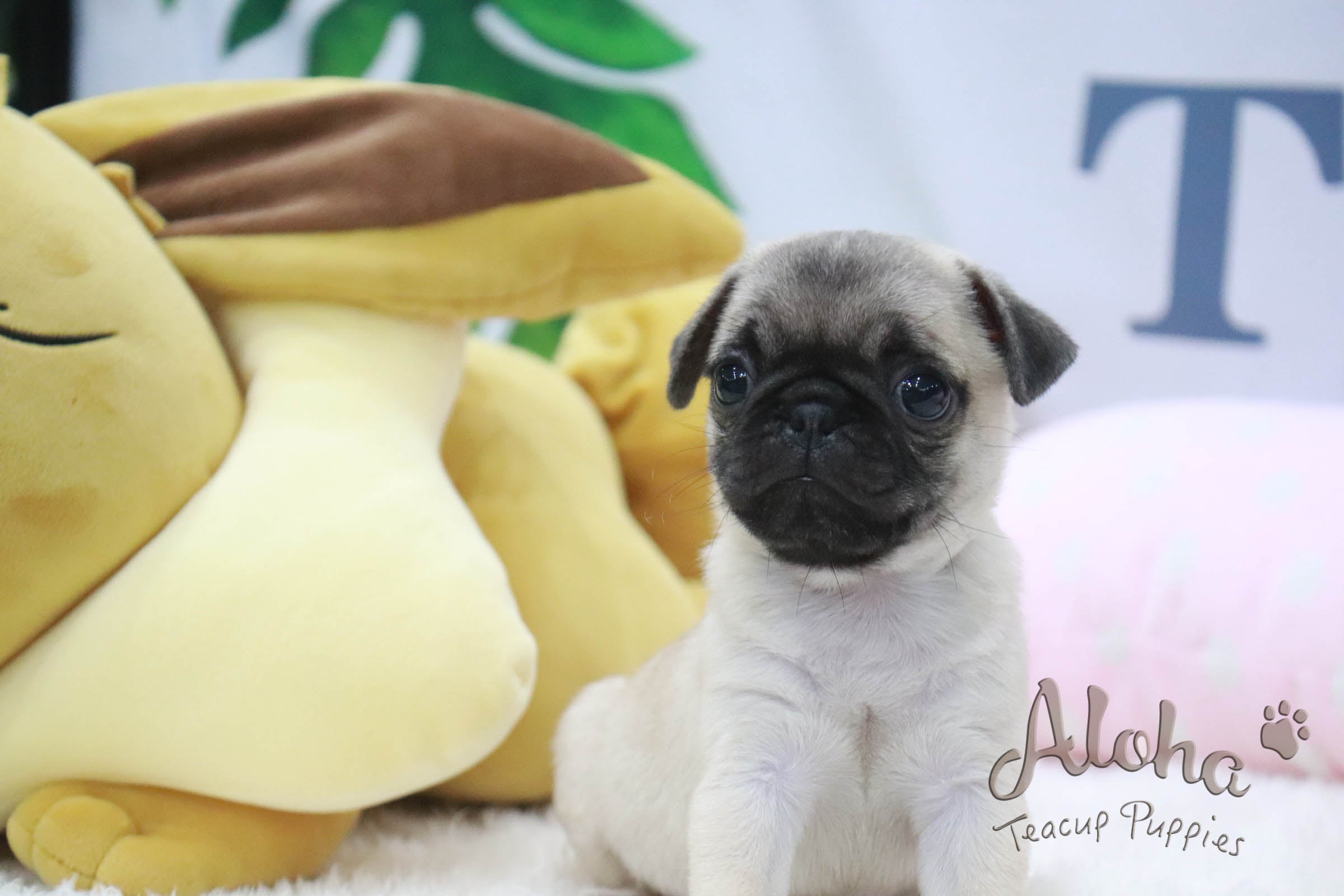 戈雅茶杯贵宾犬