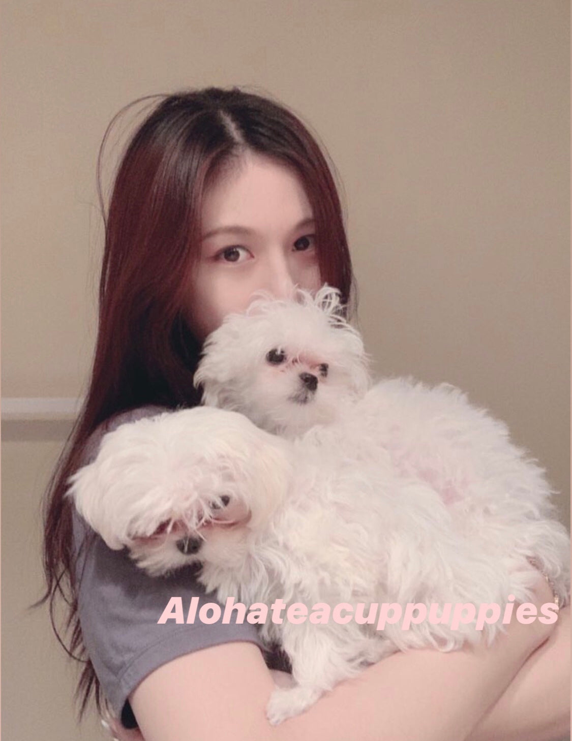 SUNNY&BOBBY, ALOHA TEACUP PUPPIES
