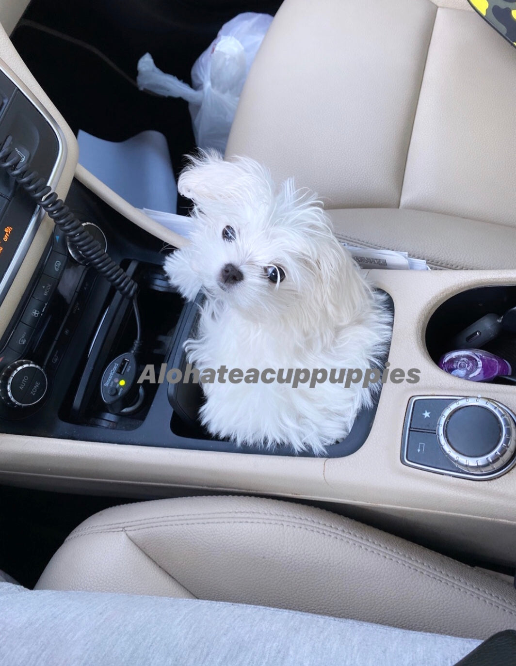 MINNIE, ALOHA TEACUP PUPPIES