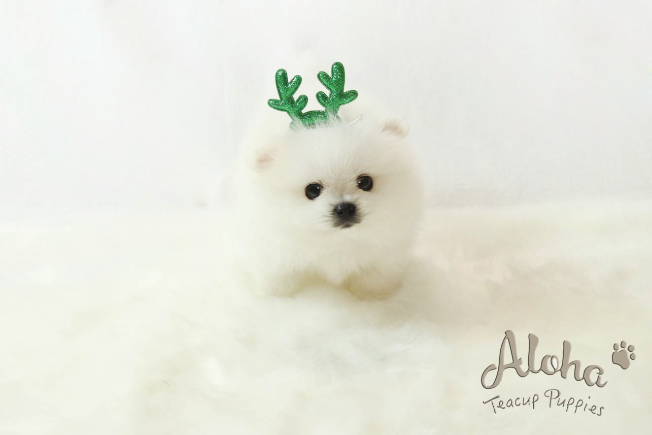 What is the type of pomeranian?