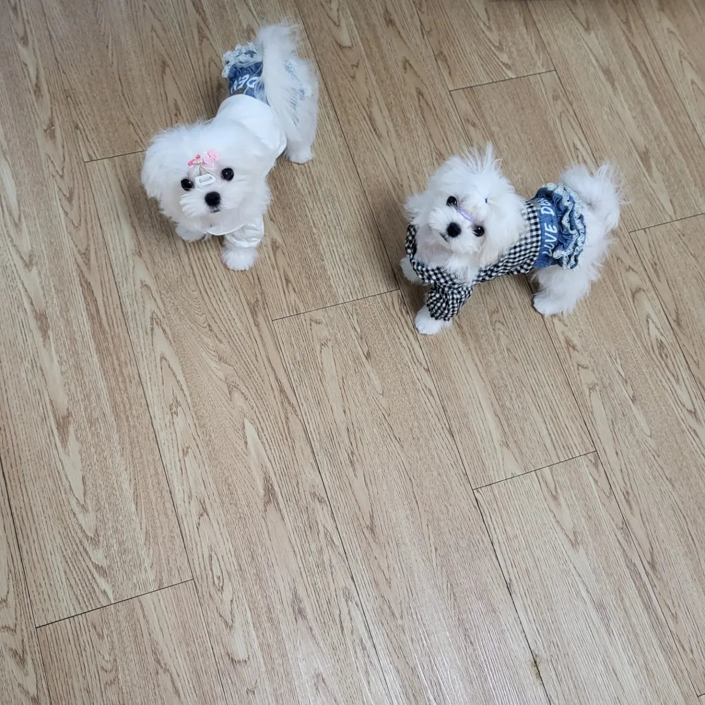 MALTESE, ALOHA TEACUP PUPPIES