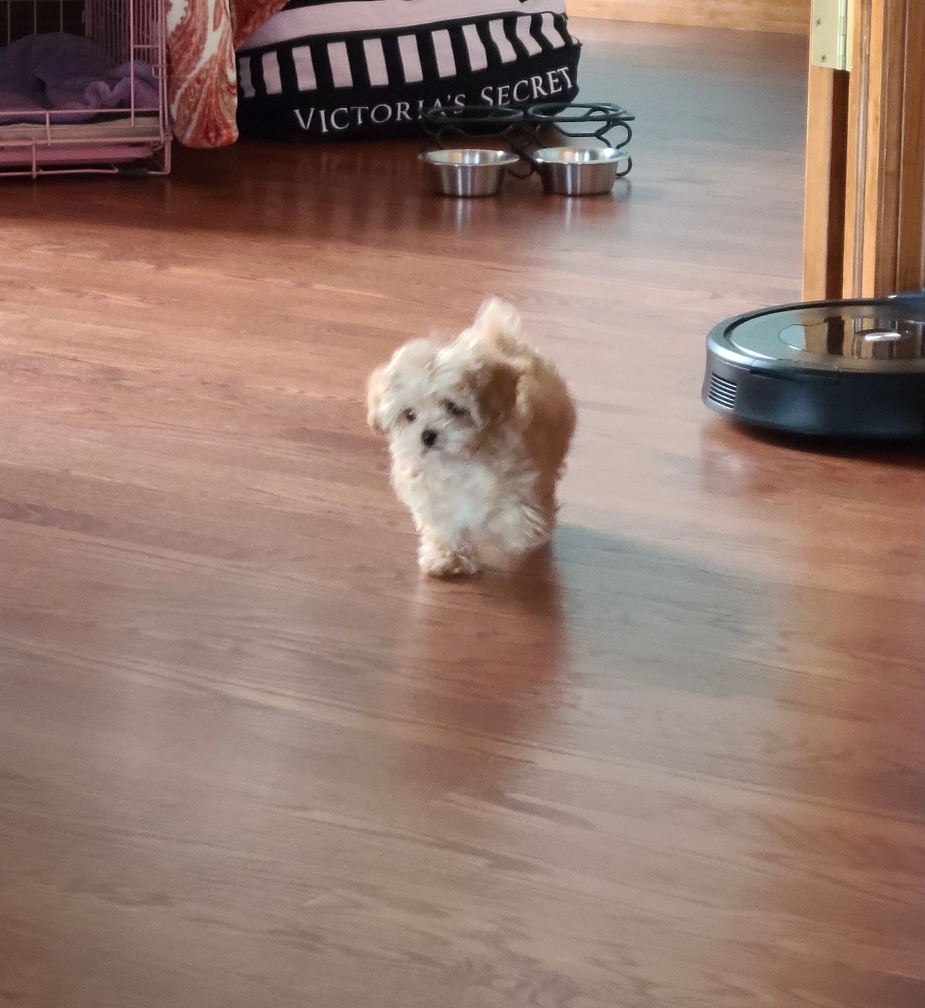 MALTIPOO, ALOHA TEACUP PUPPIES