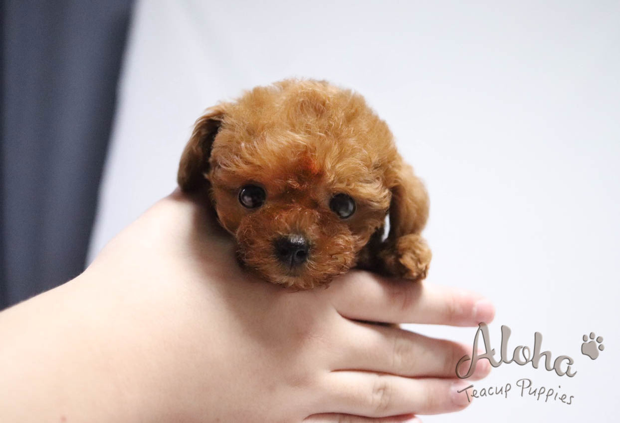 Teddy bear face "Toy poodle" COCO
