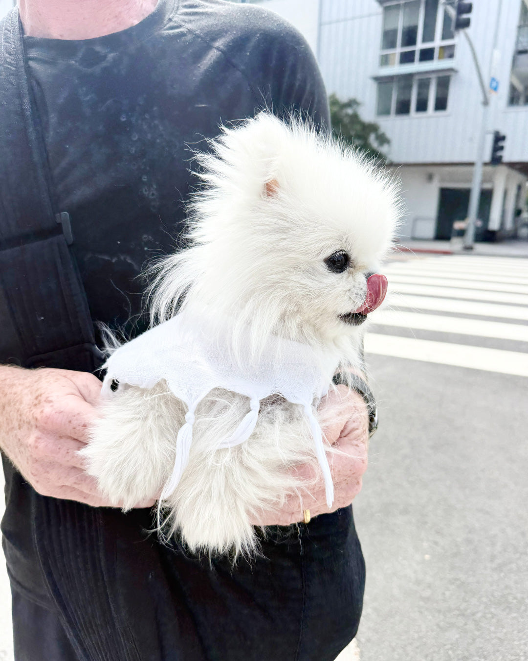 POMERANIAN, ALOHA TEACUP PUPPIES