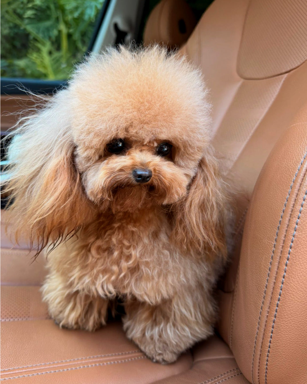 POODLE, ALOHA TEACUP PUPPIES