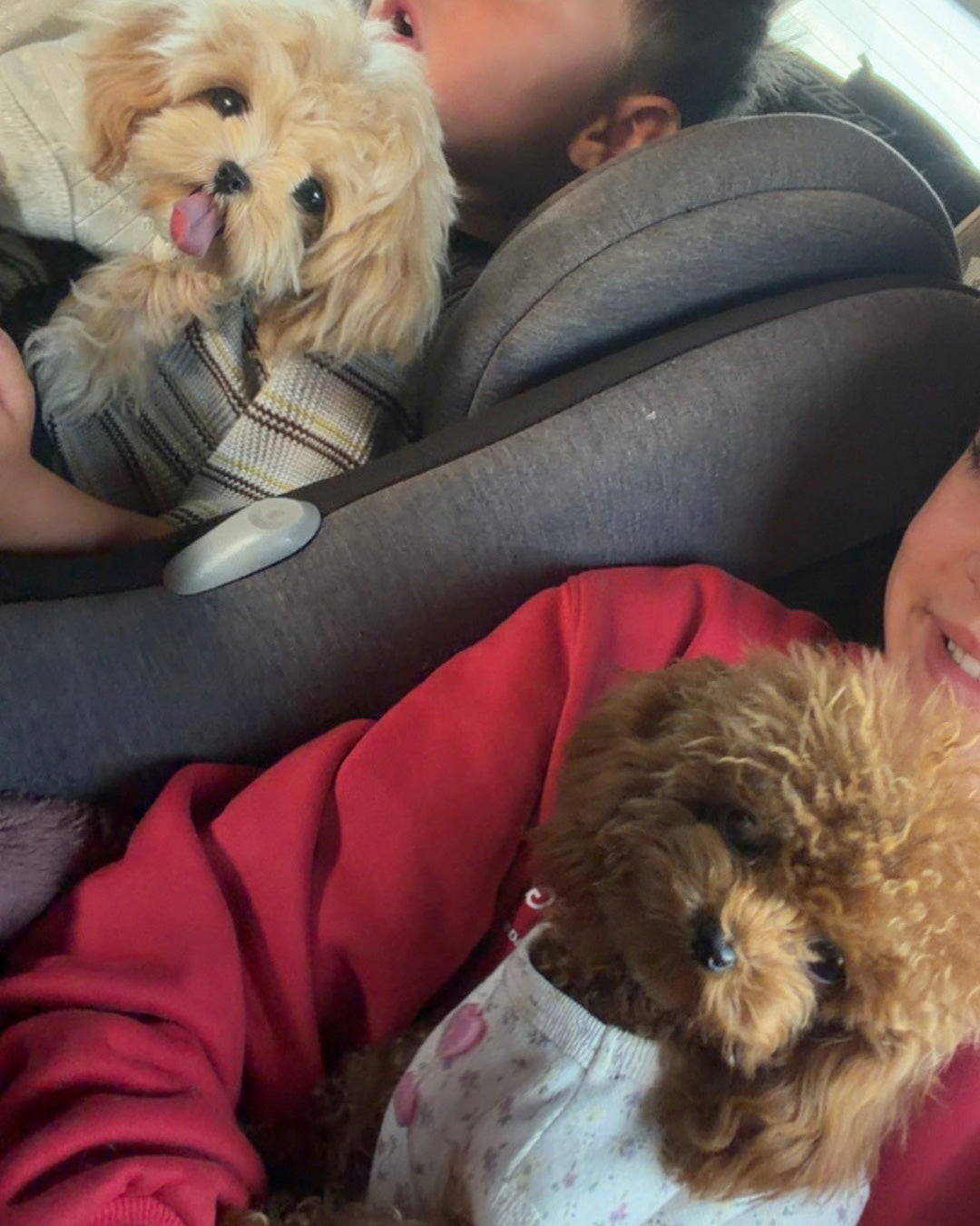 MALTIPOO, ALOHA TEACUP PUPPIES