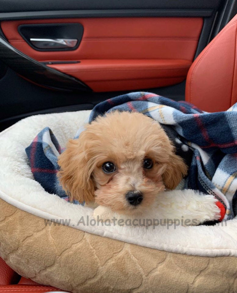 MOCHA, ALOHA TEACUP PUPPIES