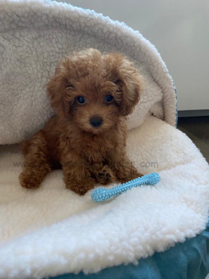 DIANA, ALOHA TEACUP PUPPIES