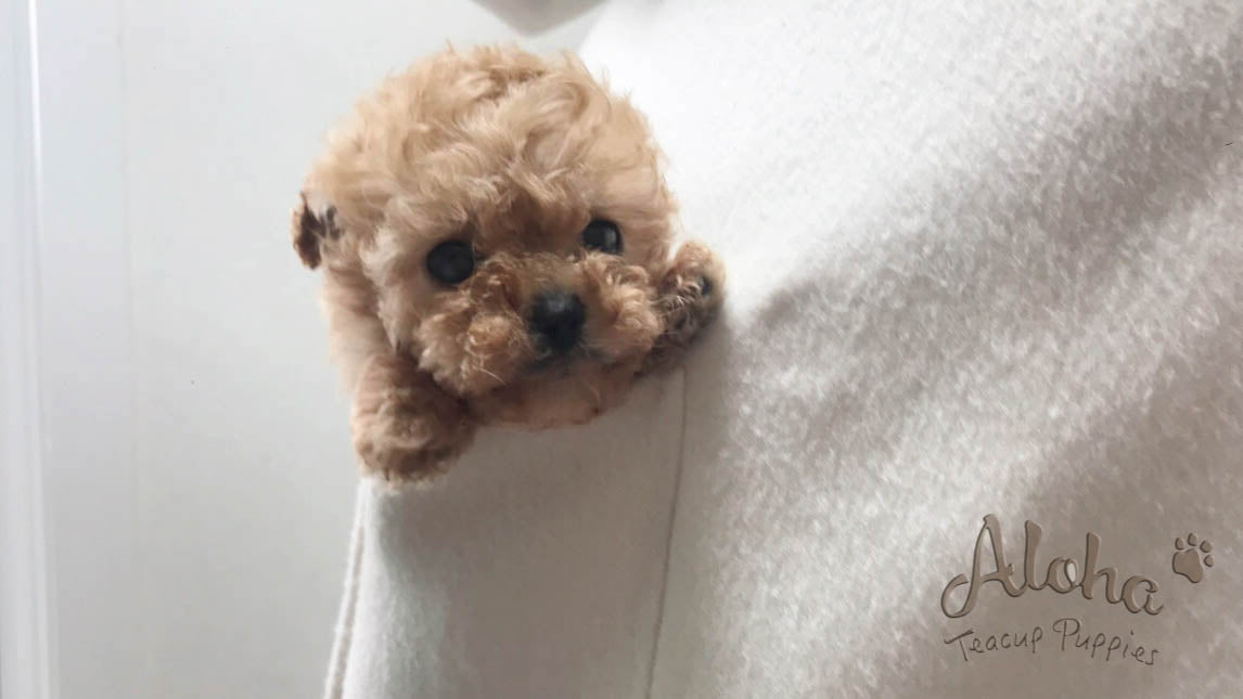 "How to calculate the age of a puppy"