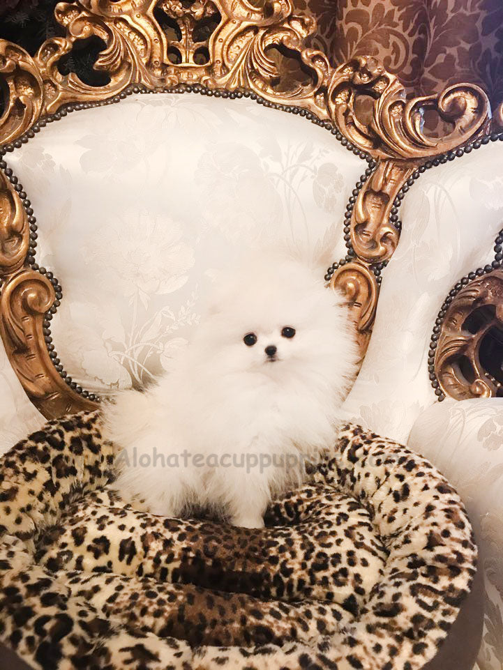 OSCAR, ALOHA TEACUP PUPPIES