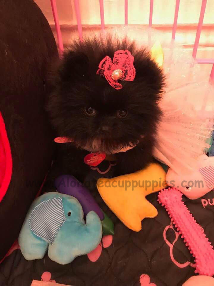 Ava, ALOHA TEACUP PUPPIES