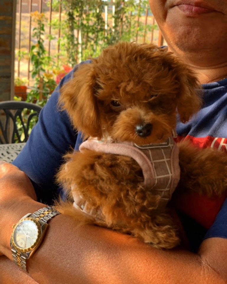 POODLE, ALOHA TEACUP PUPPIES
