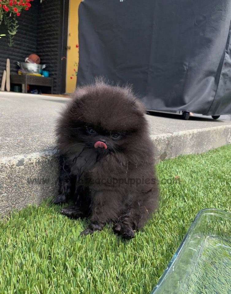 Oreo, Aloha teacup puppies