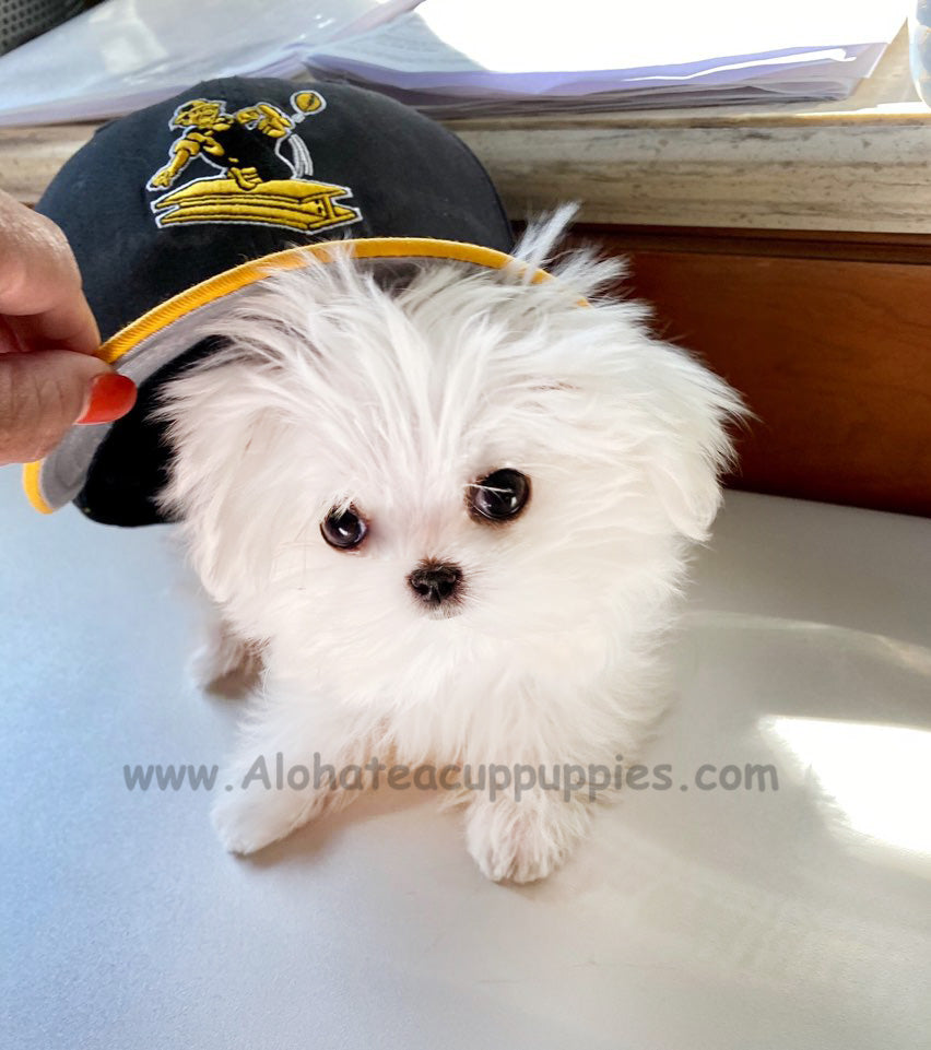 MOMO, ALOHA TEACUP PUPPIES