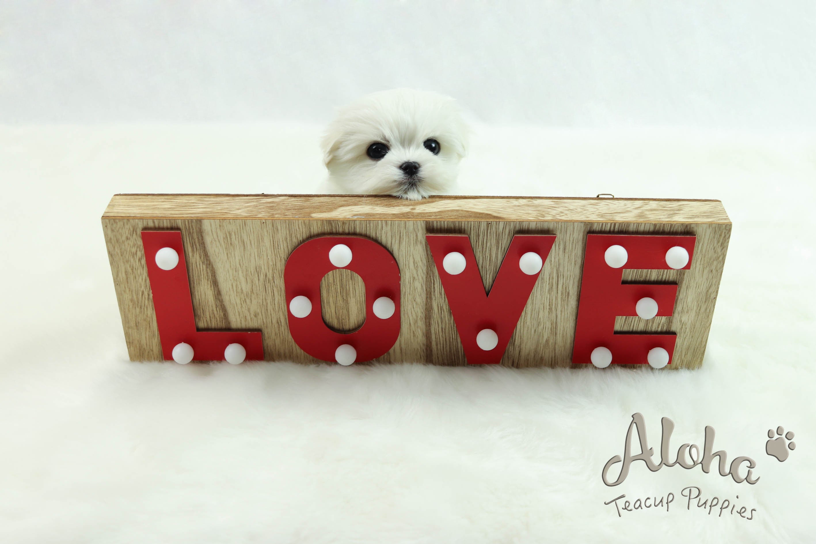 Let's find out about Maltese on the list of favorite puppies.