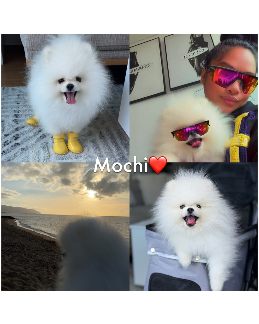 POMERANIAN, ALOHA TEACUP PUPPIES