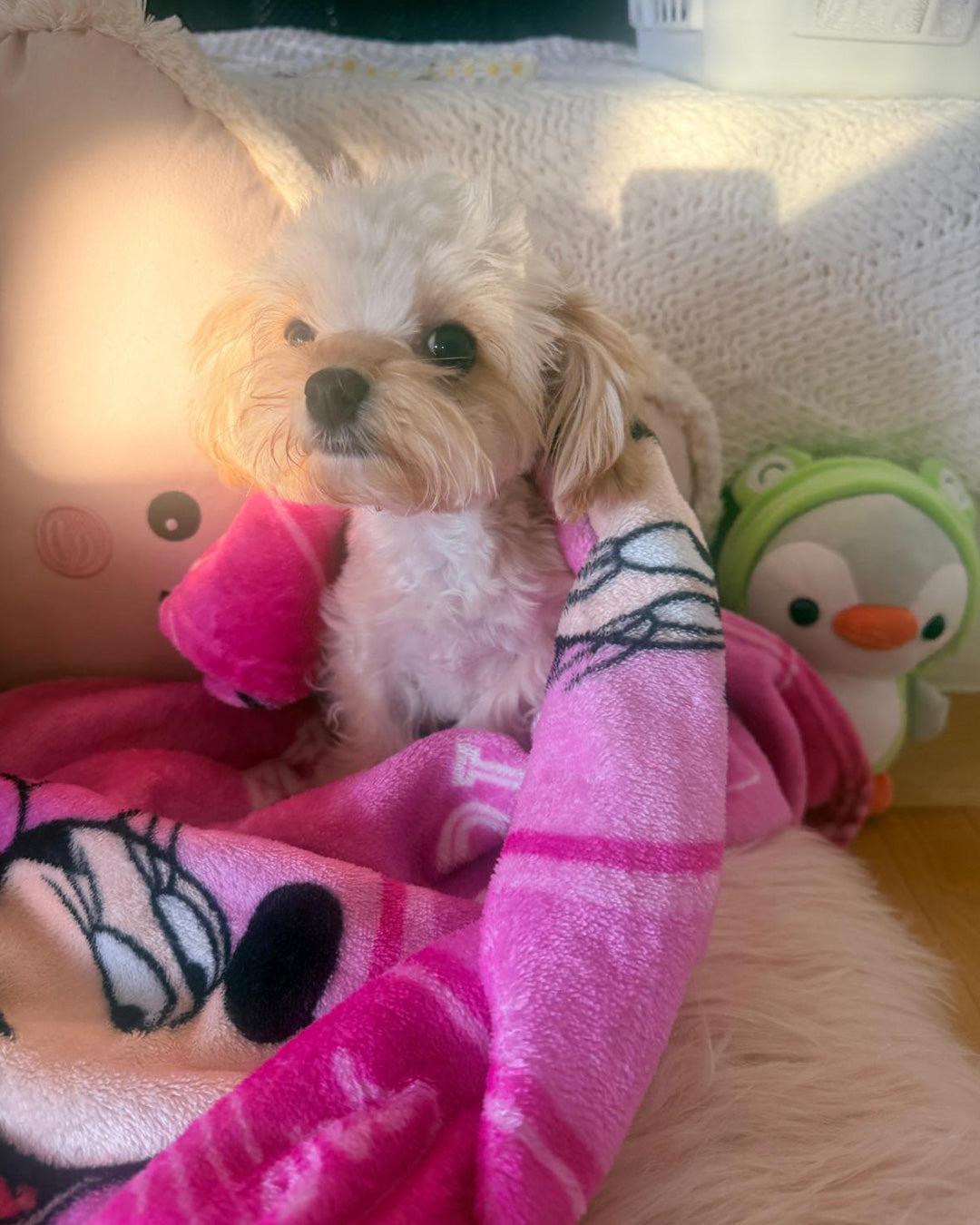 MALTIPOO, ALOHA TEACUP PUPPIES