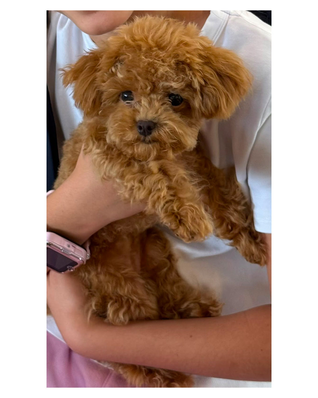 POODLE, ALOHA TEACUP PUPPIES
