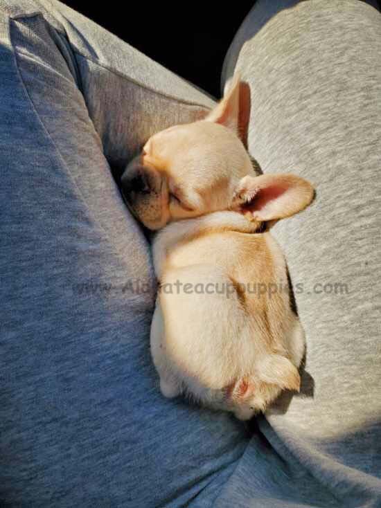 Mochi, Aloha teacup puppies