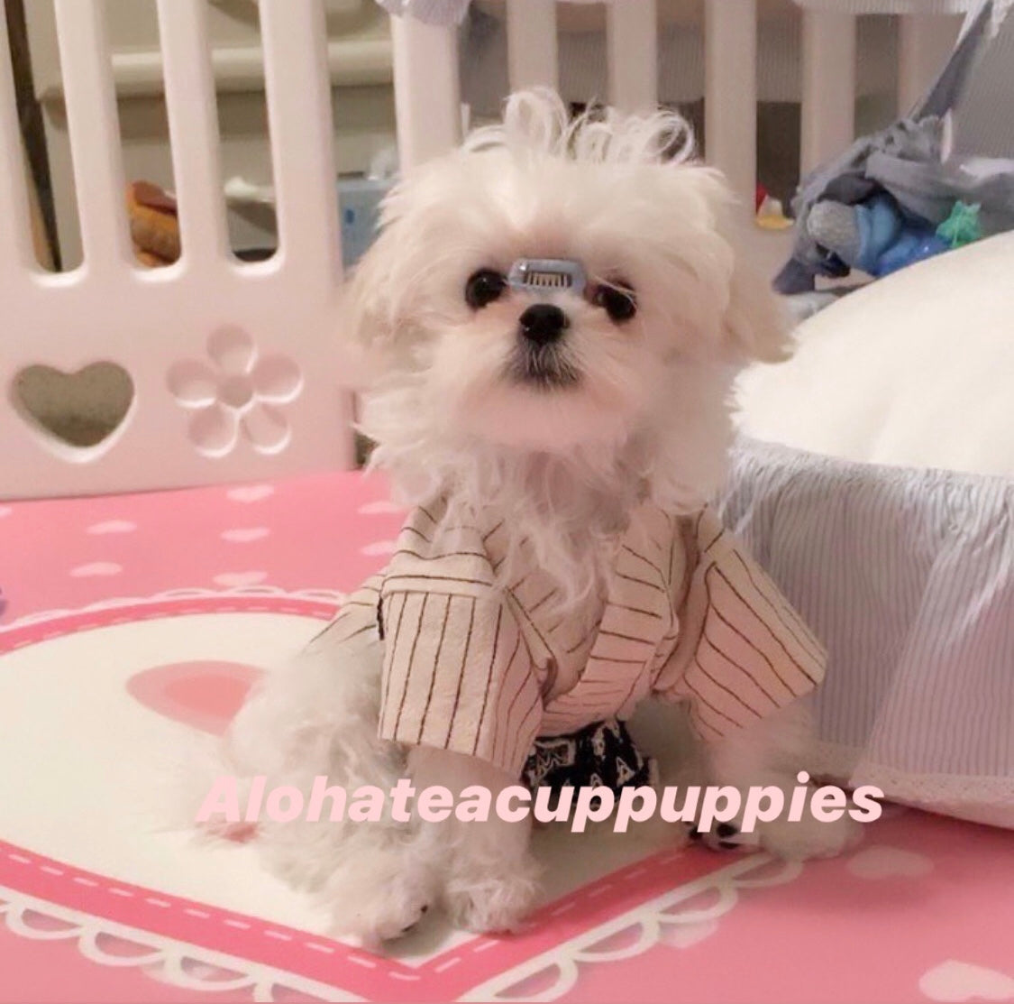 BOBBY, ALOHA TEACUP PUPPIES