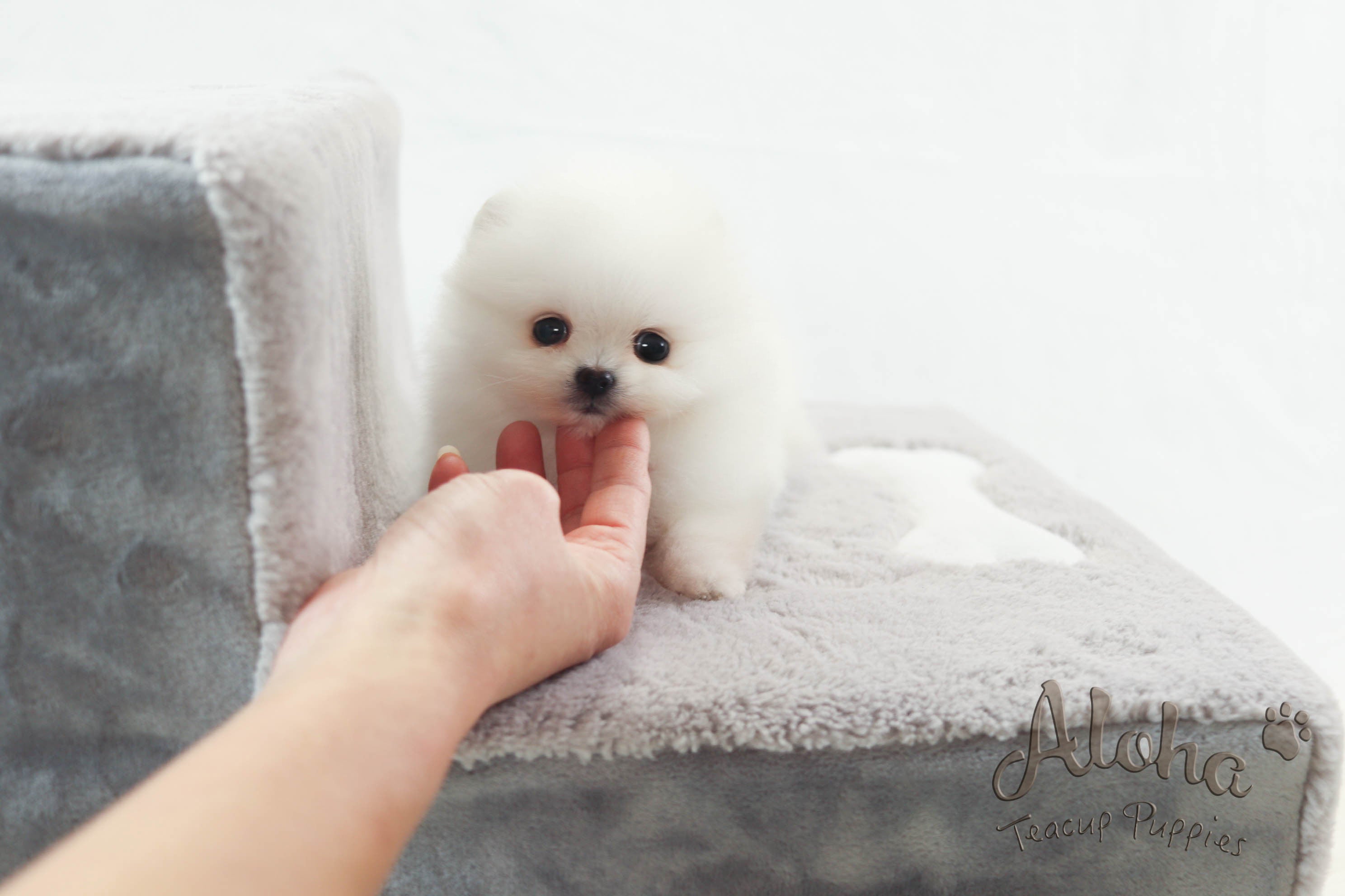 How much should I feed the baby dog?
