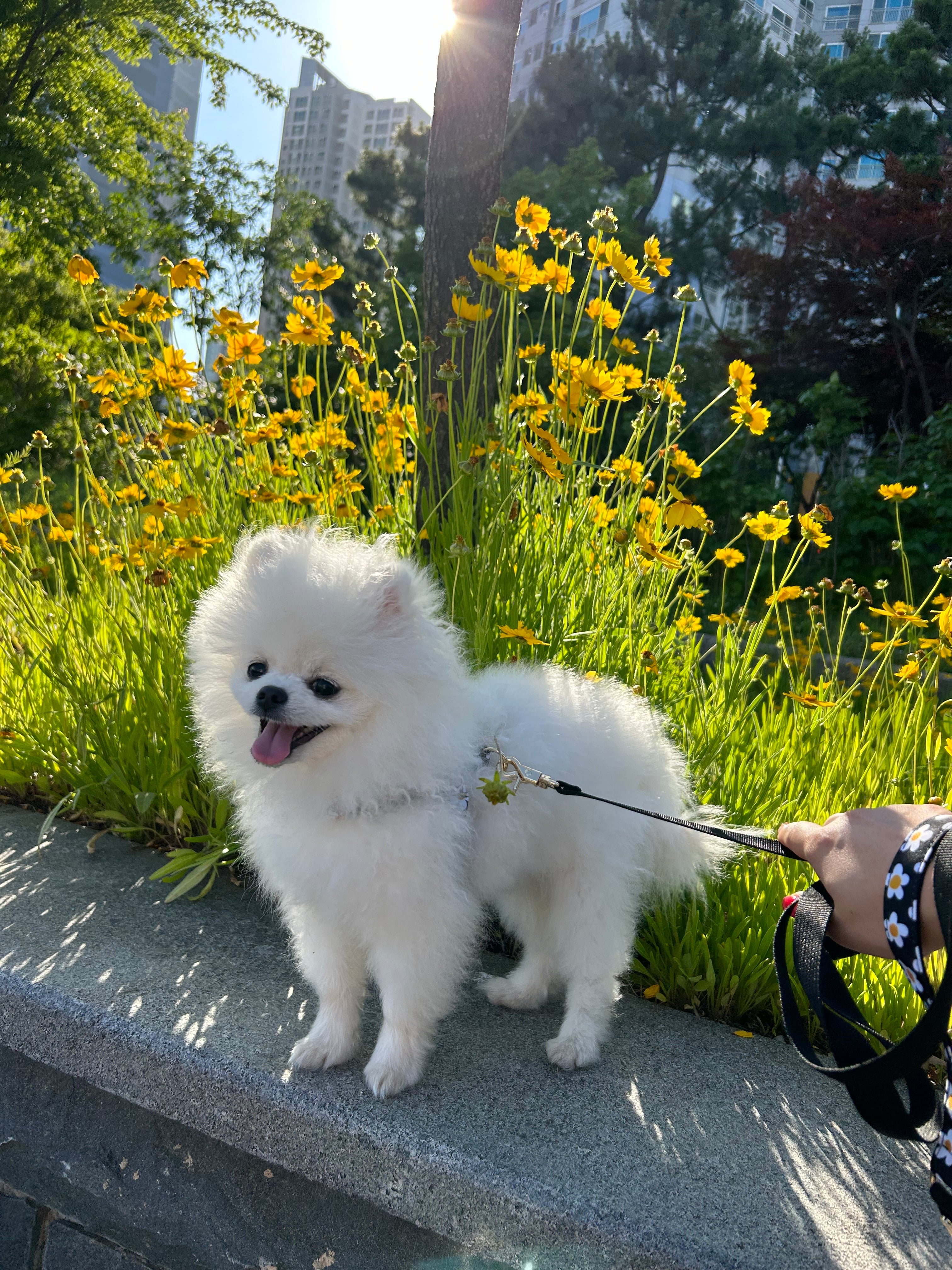 POMERANIAN, ALOHA TEACUP PUPPIES